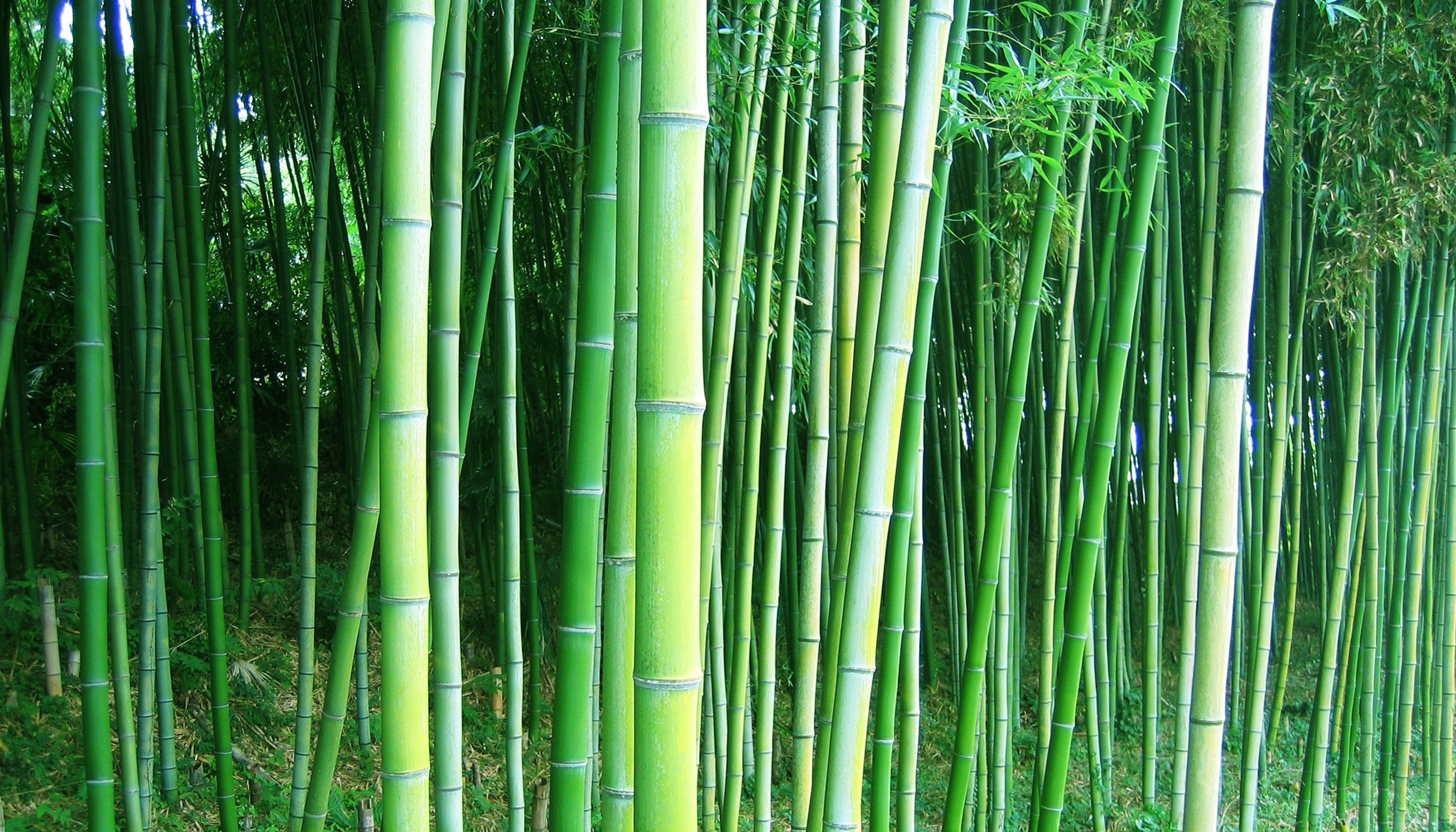 Bamboo forest trees wallpaperx1386