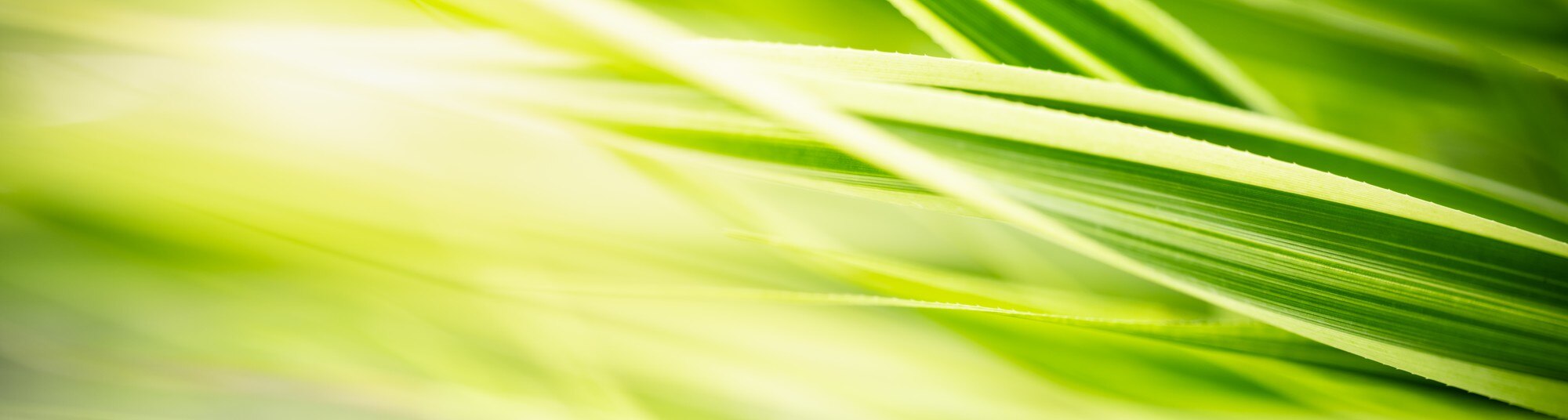 Premium Photo. Nature of green leaf in garden at summer. natural green leaves plants using as spring background cover page greenery environment ecology wallpaper