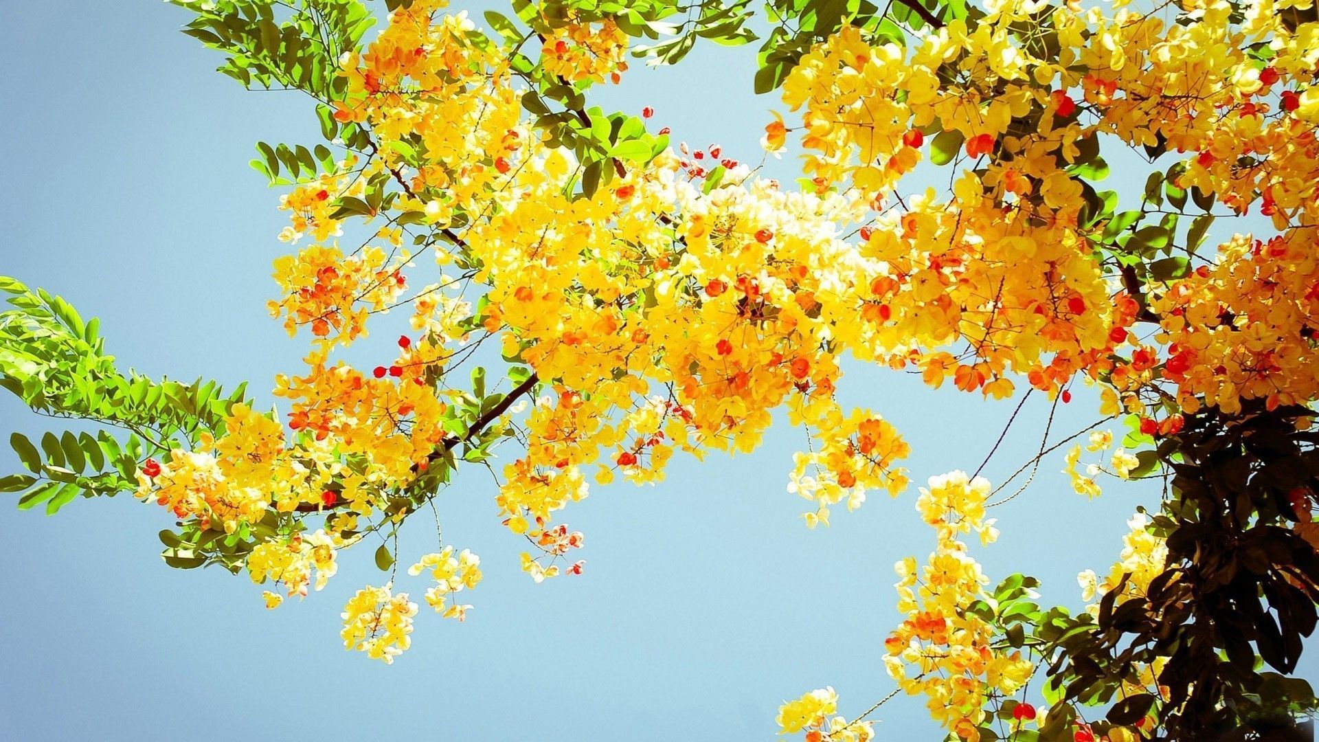 Summer Desktop Background