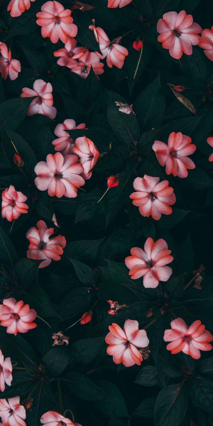 iPhone Flower Homescreen Wallpapers Wallpaper Cave