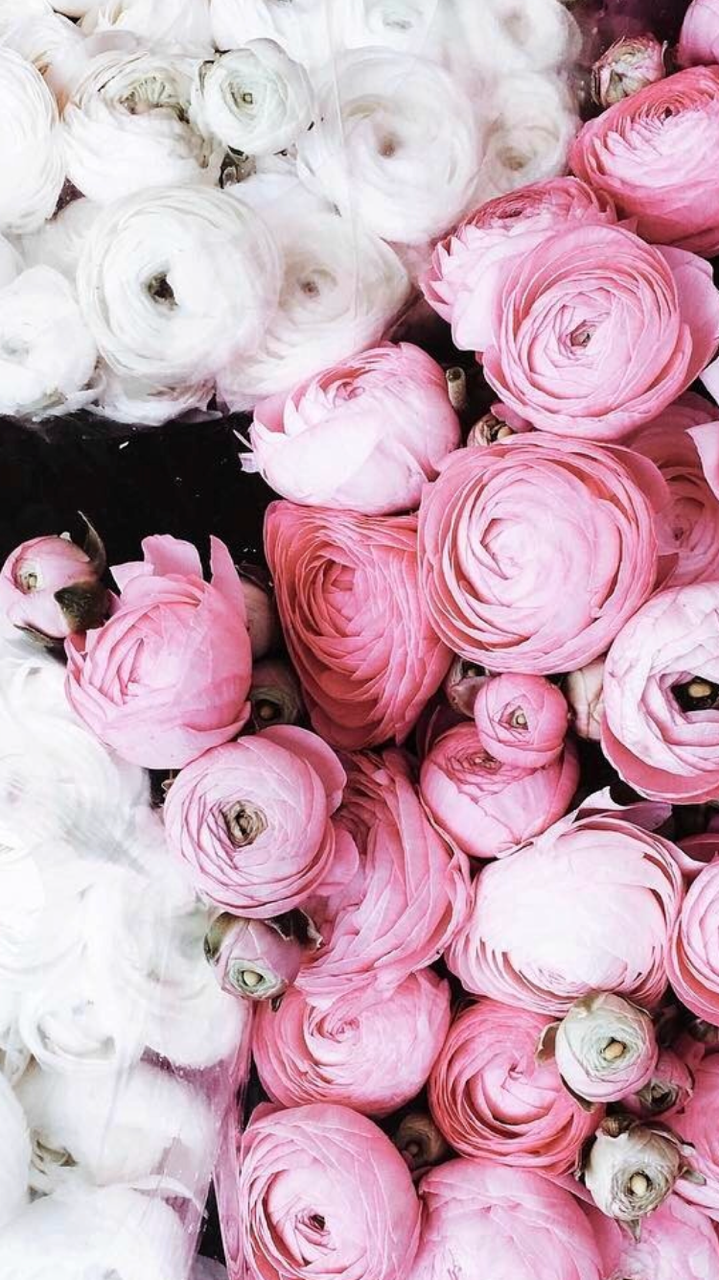 iPhone Flower Homescreen Wallpapers Wallpaper Cave