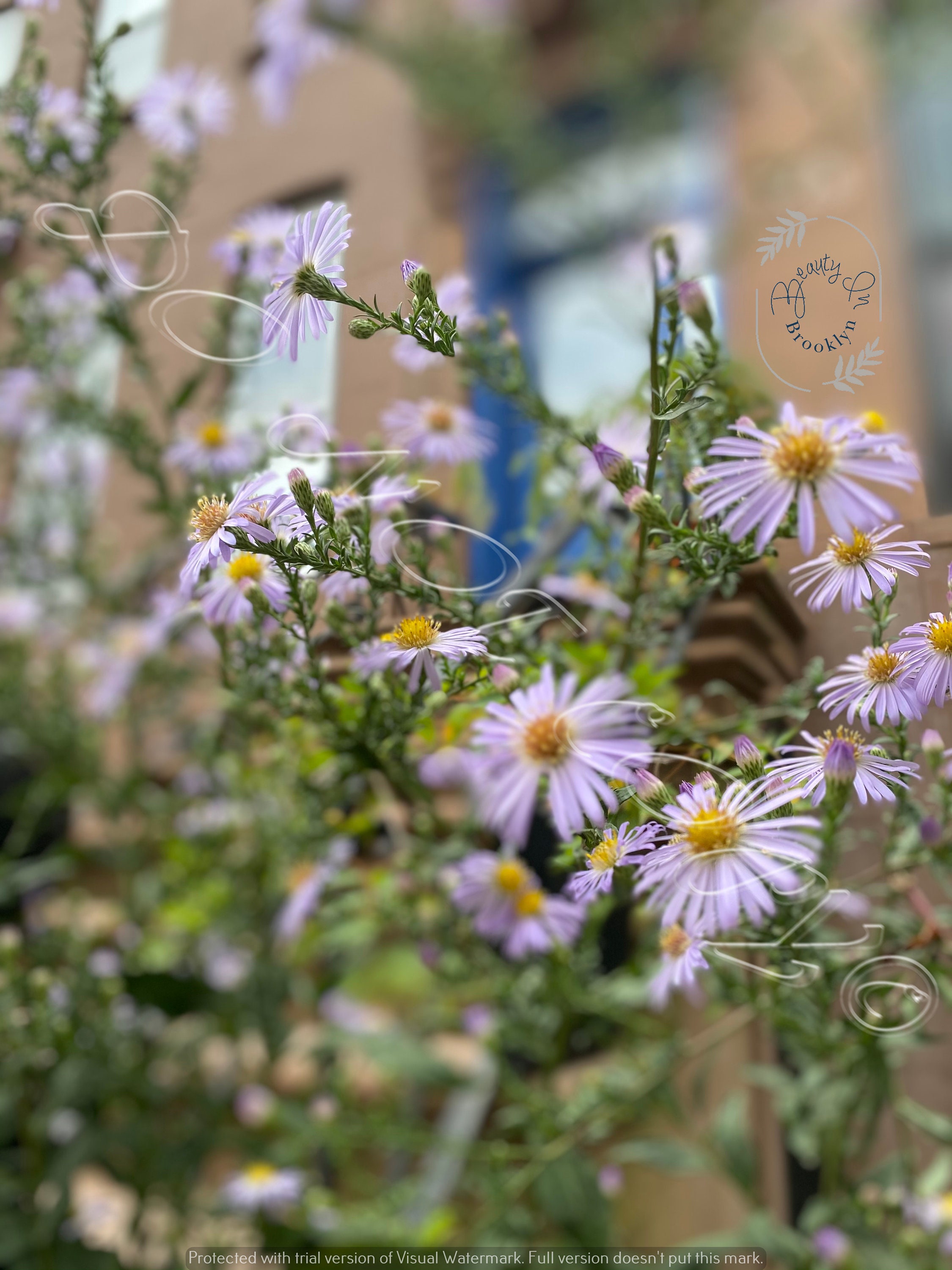 iPhone Flower Homescreen Wallpapers Wallpaper Cave