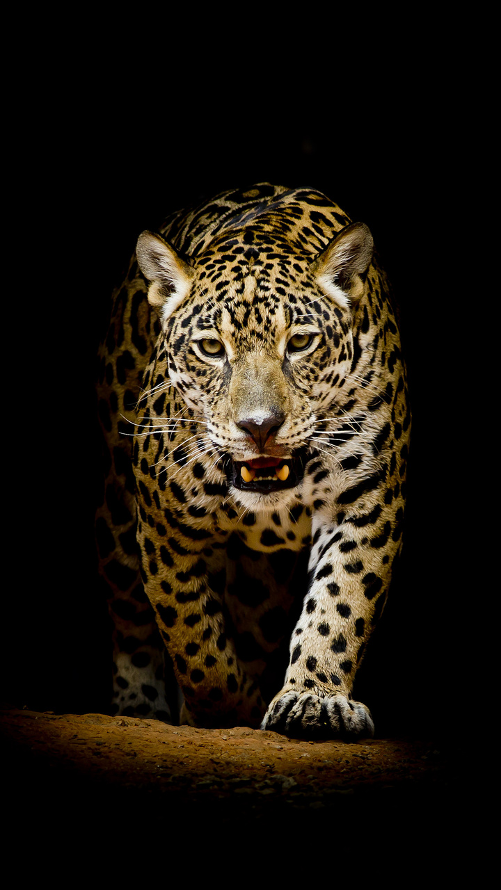 Leopard 4k Black Background Moto G, X Xperia Z1, Z3 Compact, Galaxy S3, Note II, Nexus HD 4k Wallpaper, Image, Background, Photo and Picture