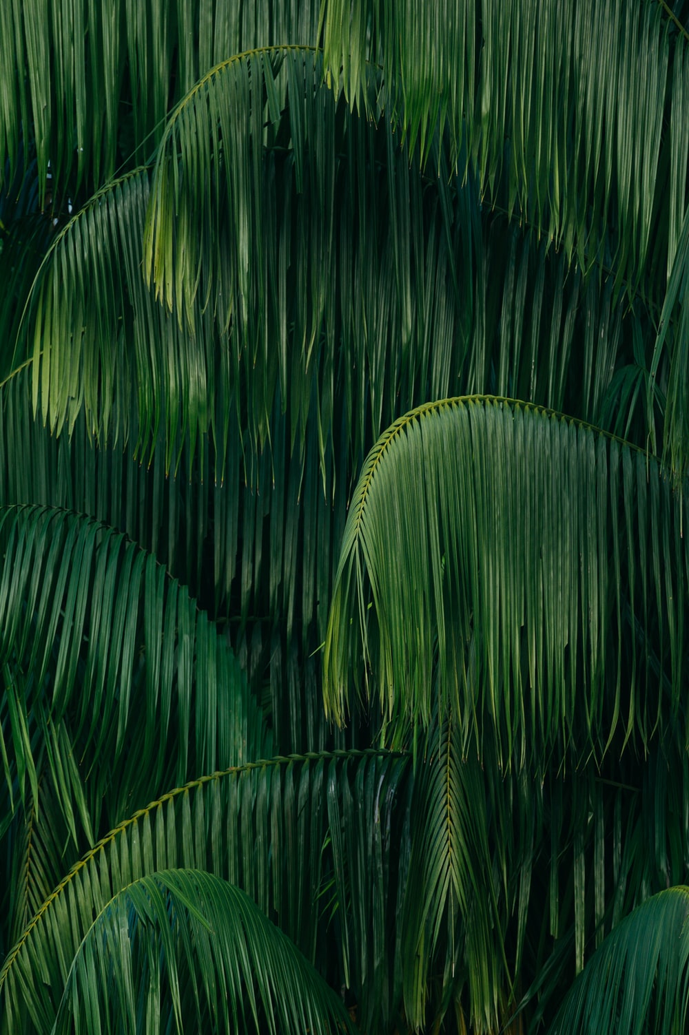 Green Jungle Picture. Download Free Image