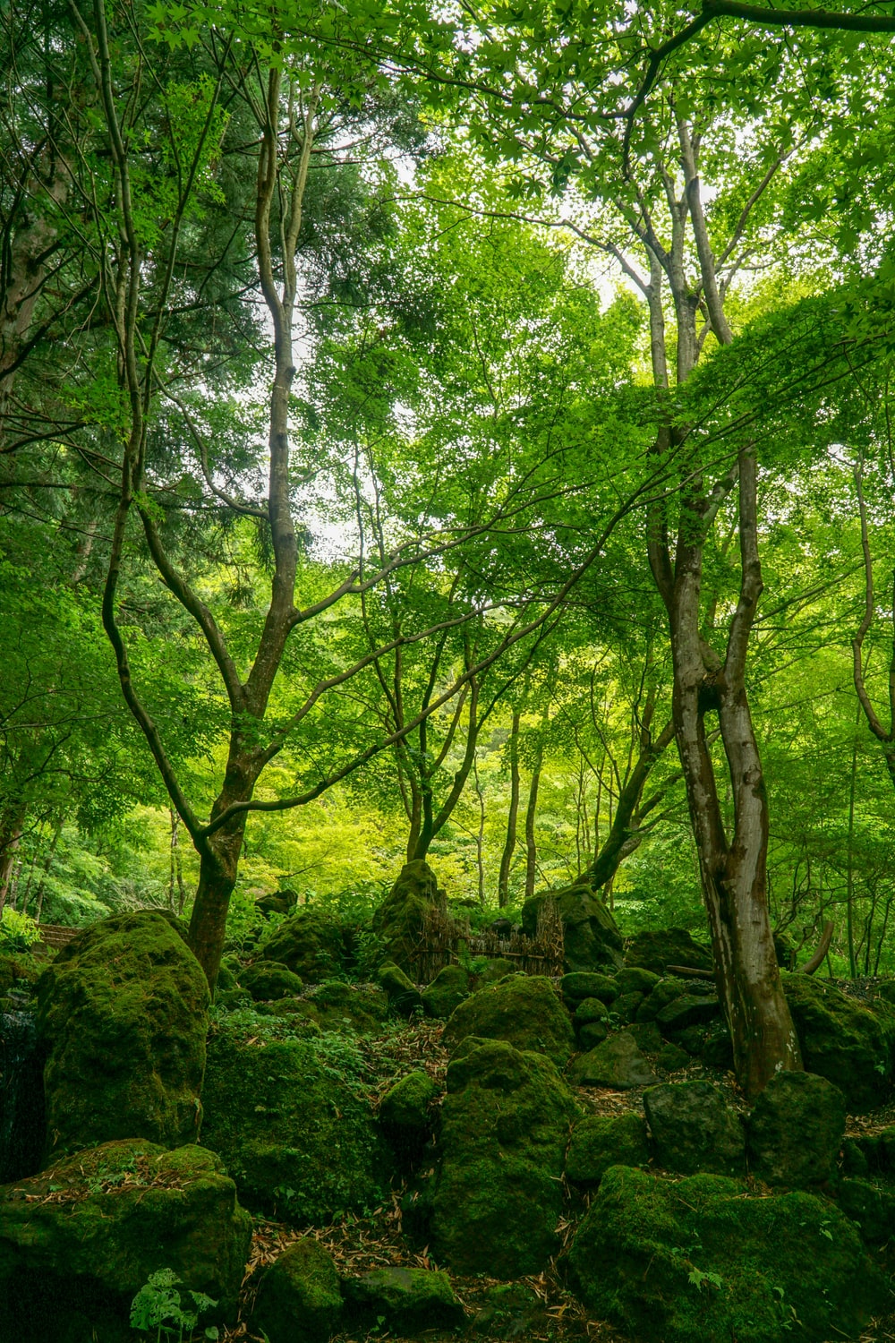 Japan Forest Picture. Download Free Image