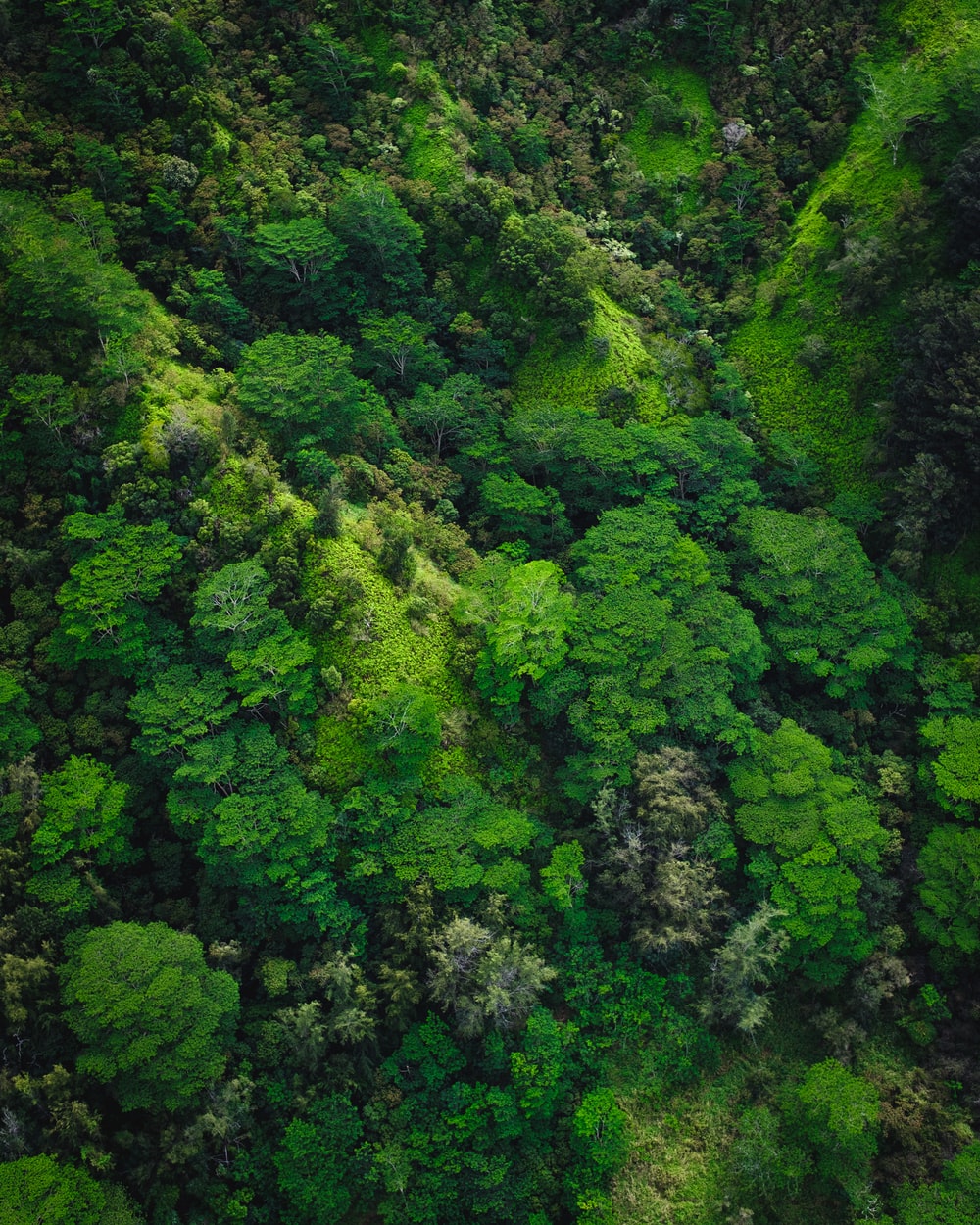 Green Jungle Picture. Download Free Image