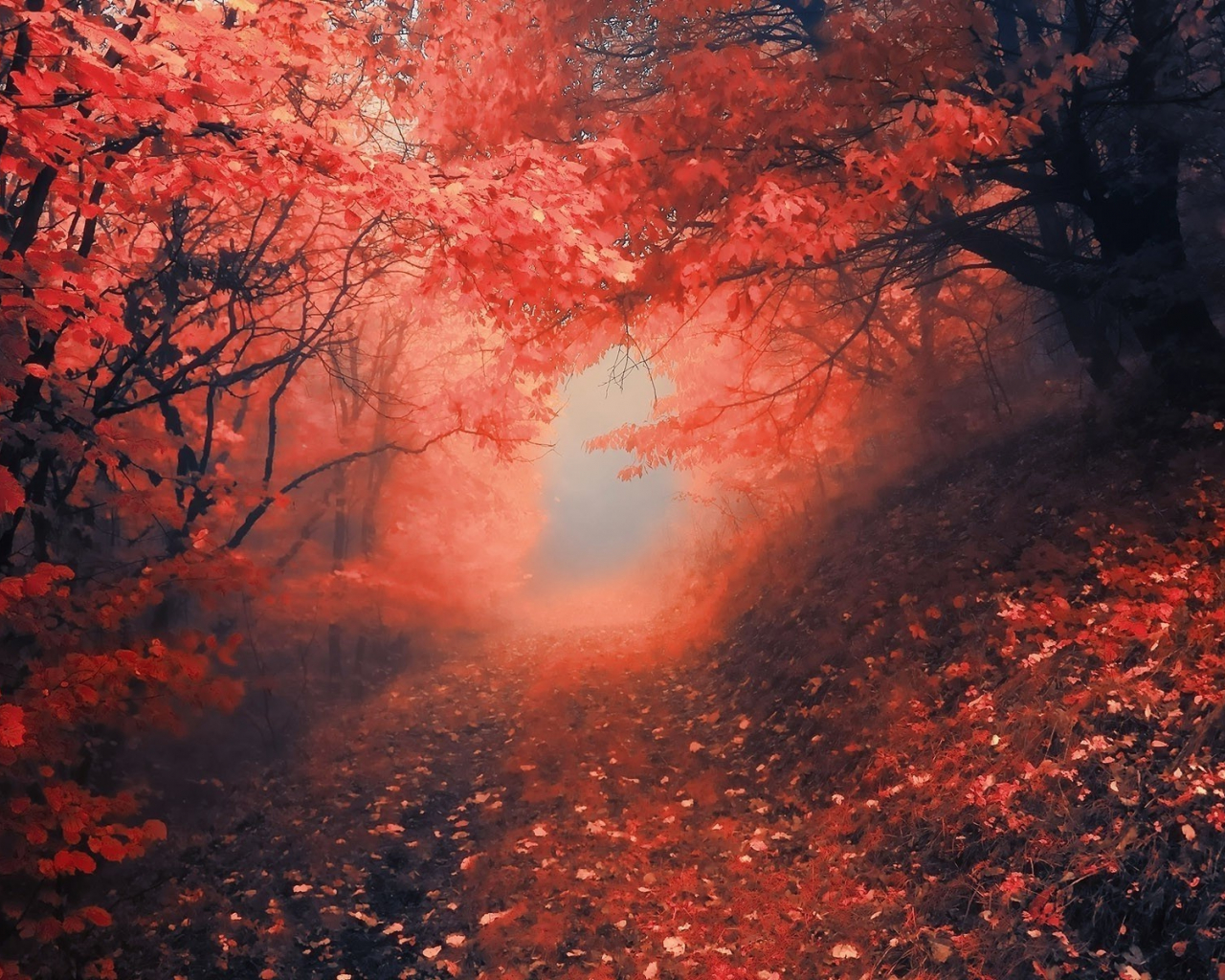 Free download Red forest wallpaper Artistic wallpaper 16004 [1920x1200] for your Desktop, Mobile & Tablet. Explore Red Forest Wallpaper. Blood Red Wallpaper, Red Tree Wallpaper, HD Wallpaper Trees