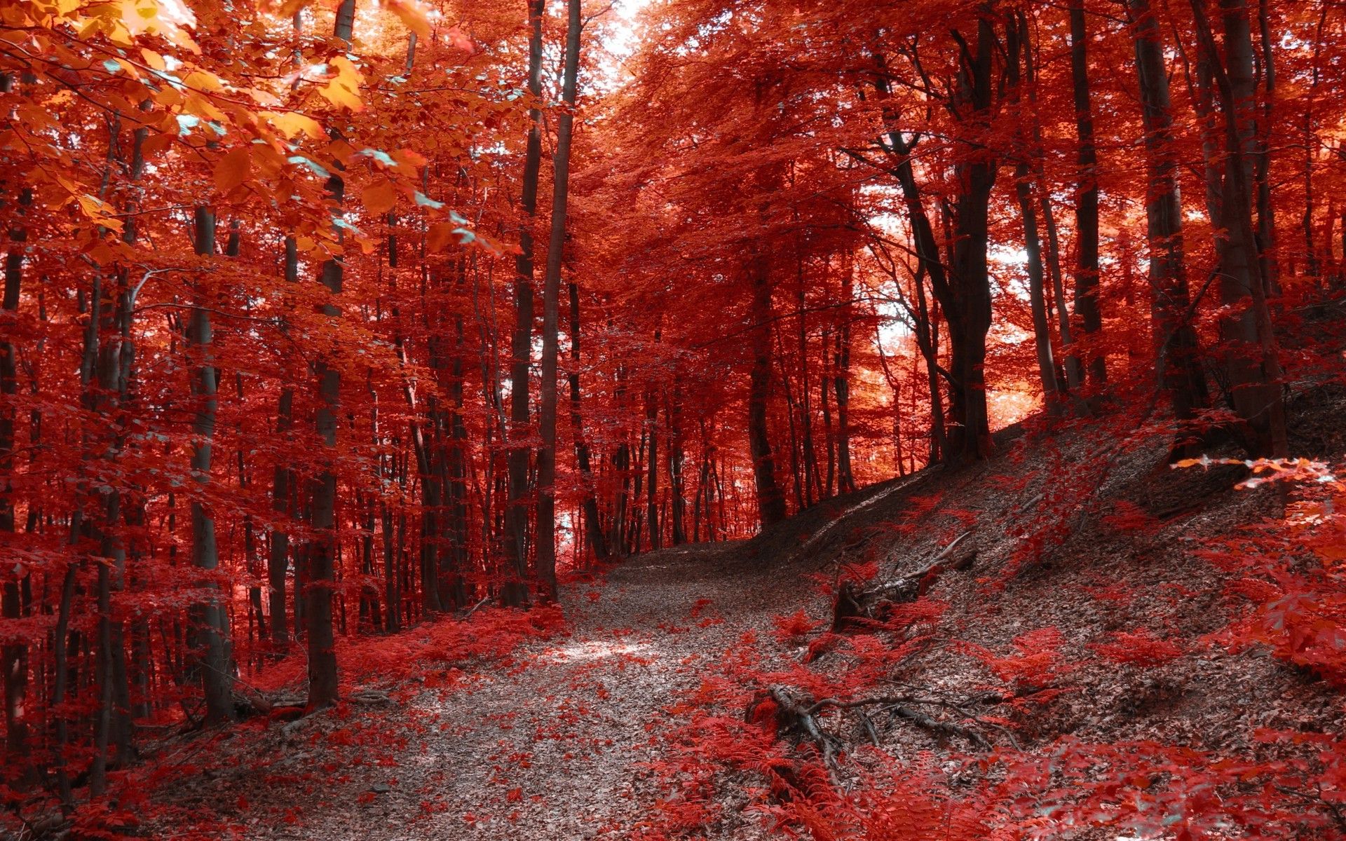 Red Forest Wallpaper