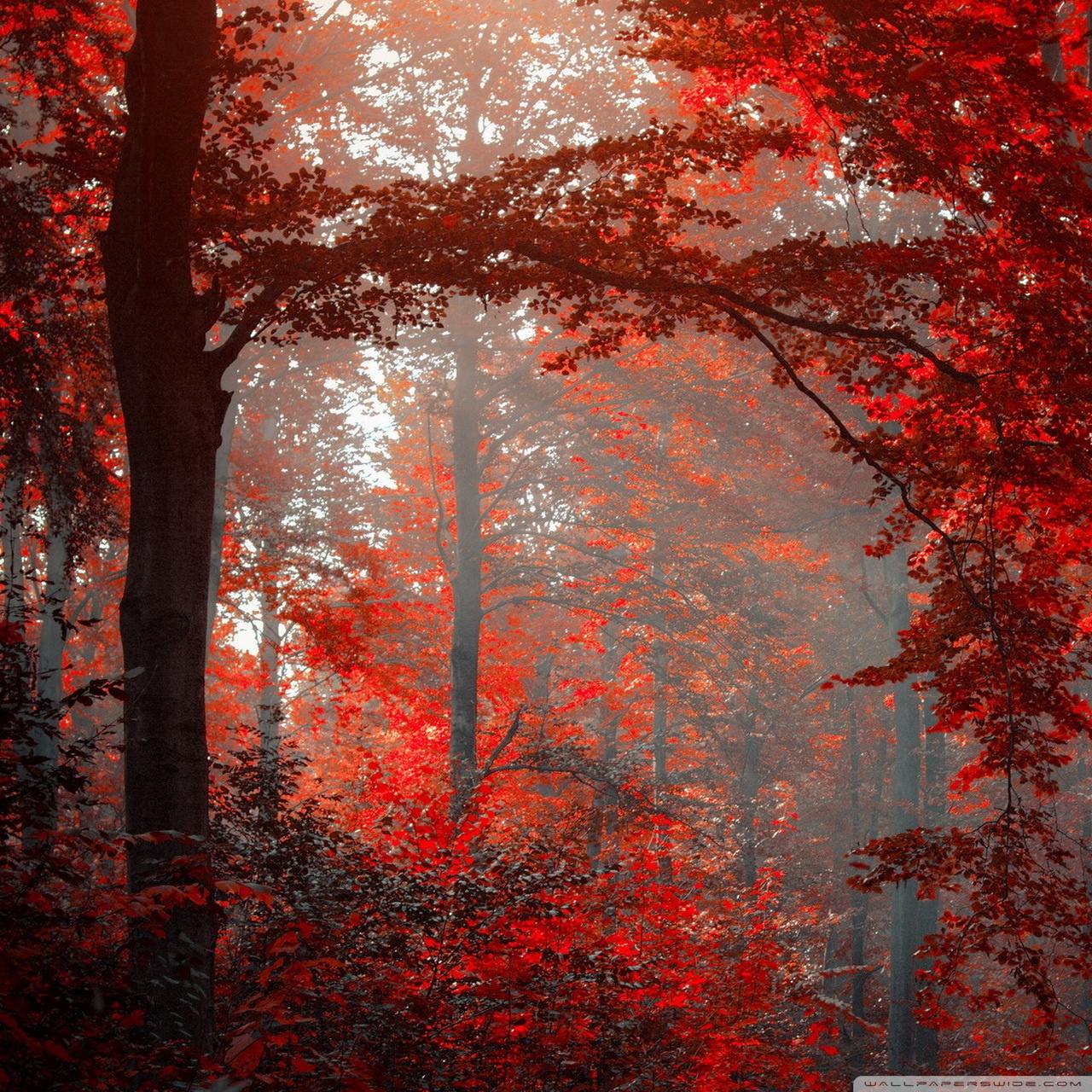 Red Forest Ultra HD Desktop Background Wallpaper for 4K UHD TV, Tablet