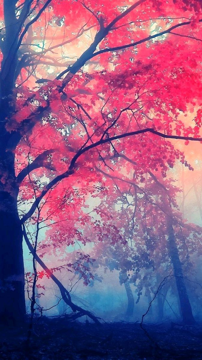 Red Leaf Tree Autumn Forest IPhone Wallpaper Wallpaper, IPhone Wallpaper