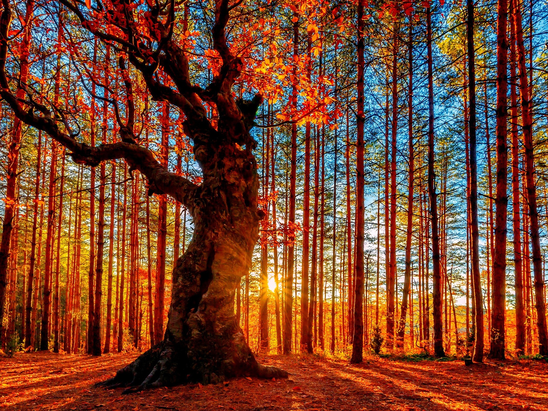 Wallpaper Beautiful autumn sunset forest, trees, red leaves 2560x1600 HD Picture, Image