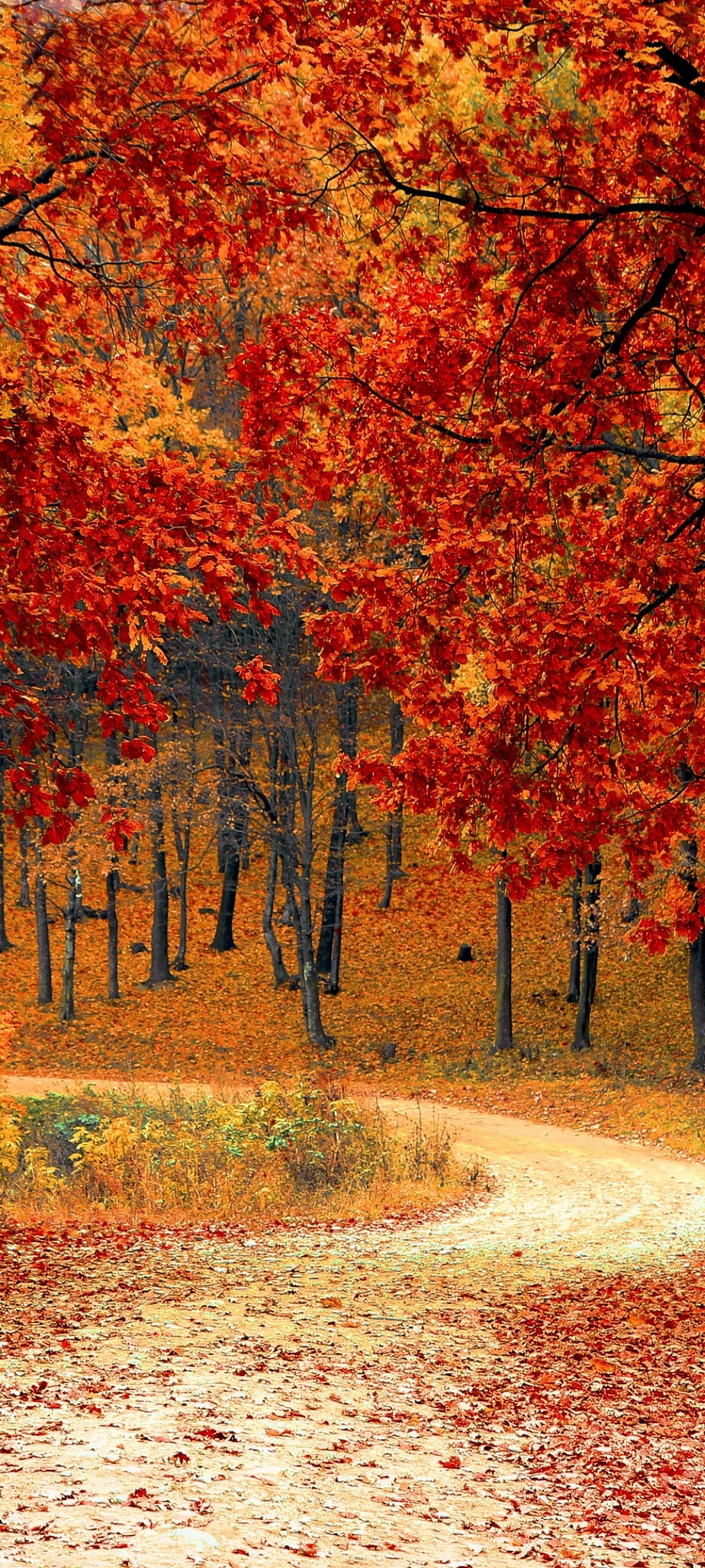 Autumn Wallpaper 4K, Red leaves, Forest, Pathway, Scenery, Fall, Nature