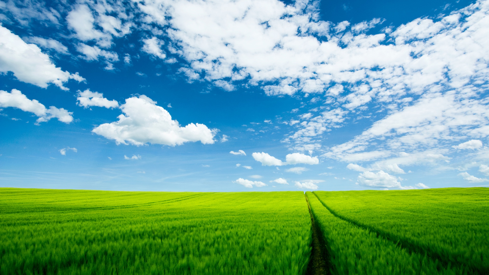 Summer Field, High Definition, High Quality, Widescreen