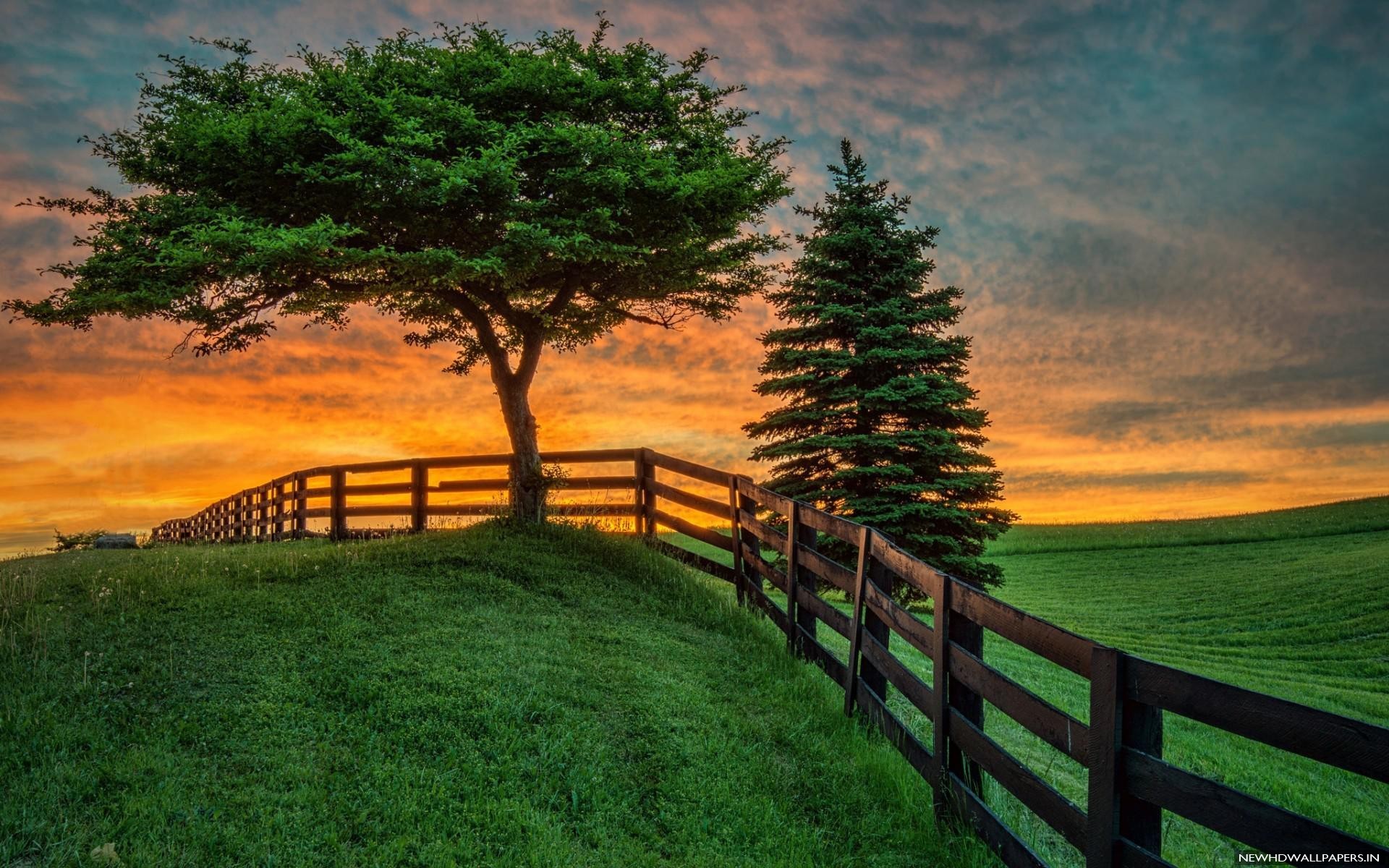 Summer Fields Wallpaper