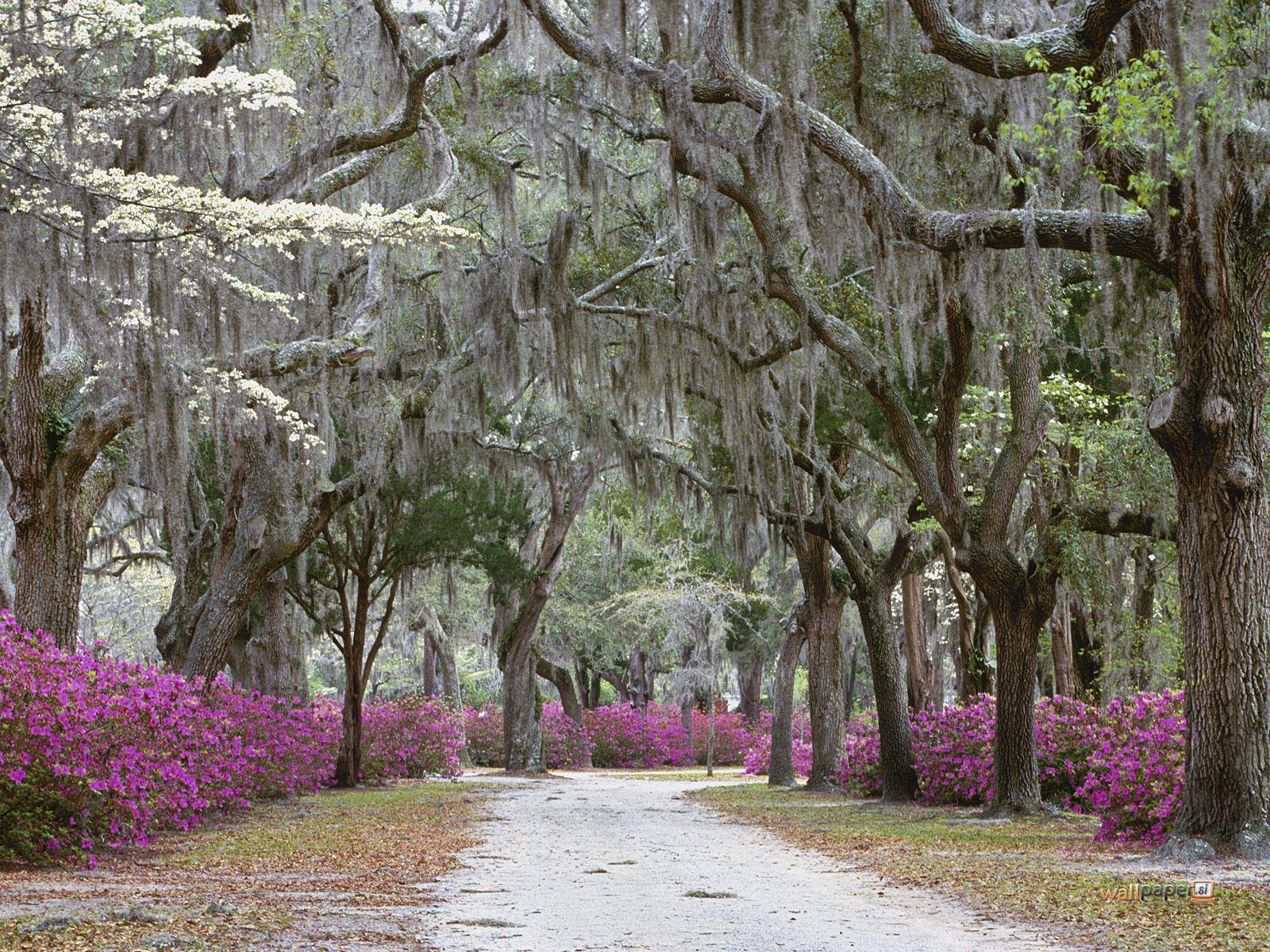 Savannah GA Wallpaper Desktop