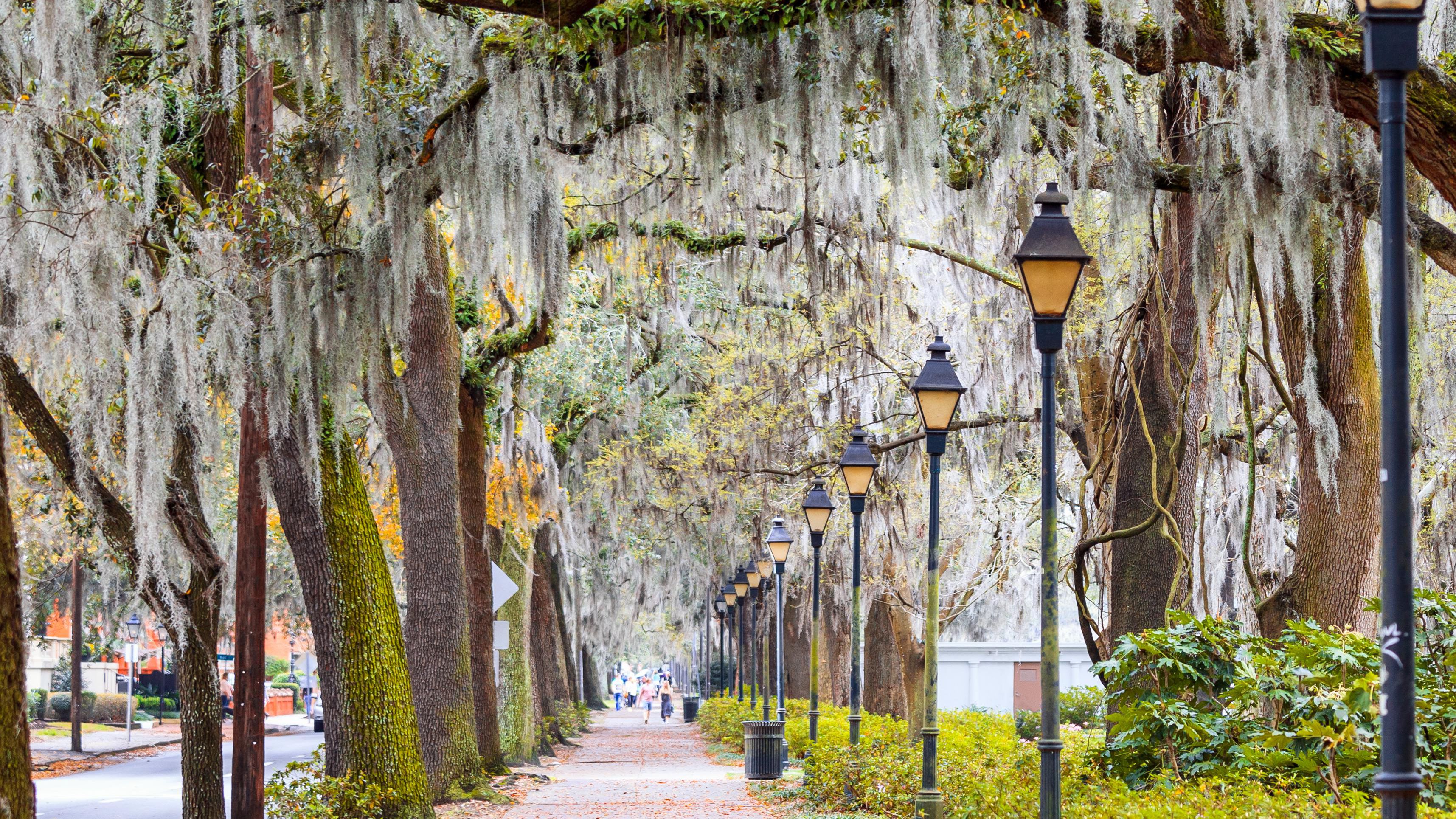 Best Wallpaper Store Savannah Ga