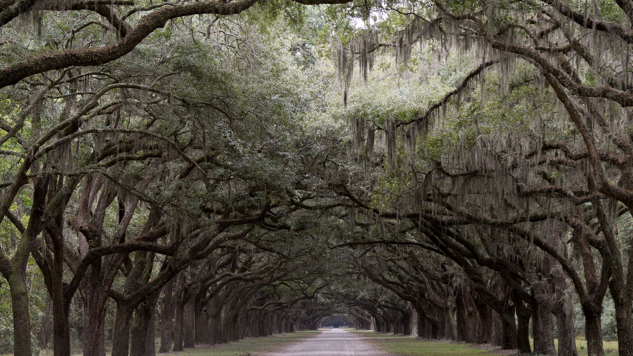 Savannah, Georgia, United States, Spanish Moss Covered Trees