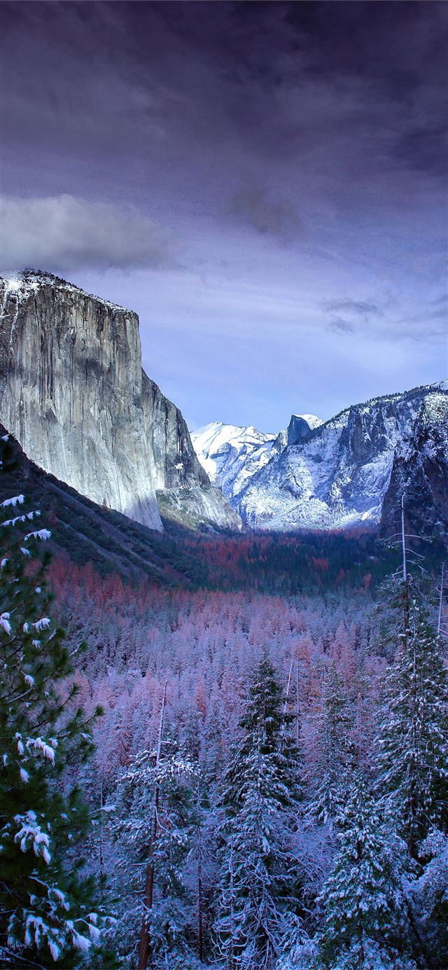 snow forests yosemite scenery 4k iPhone 12 Wallpaper Free Download