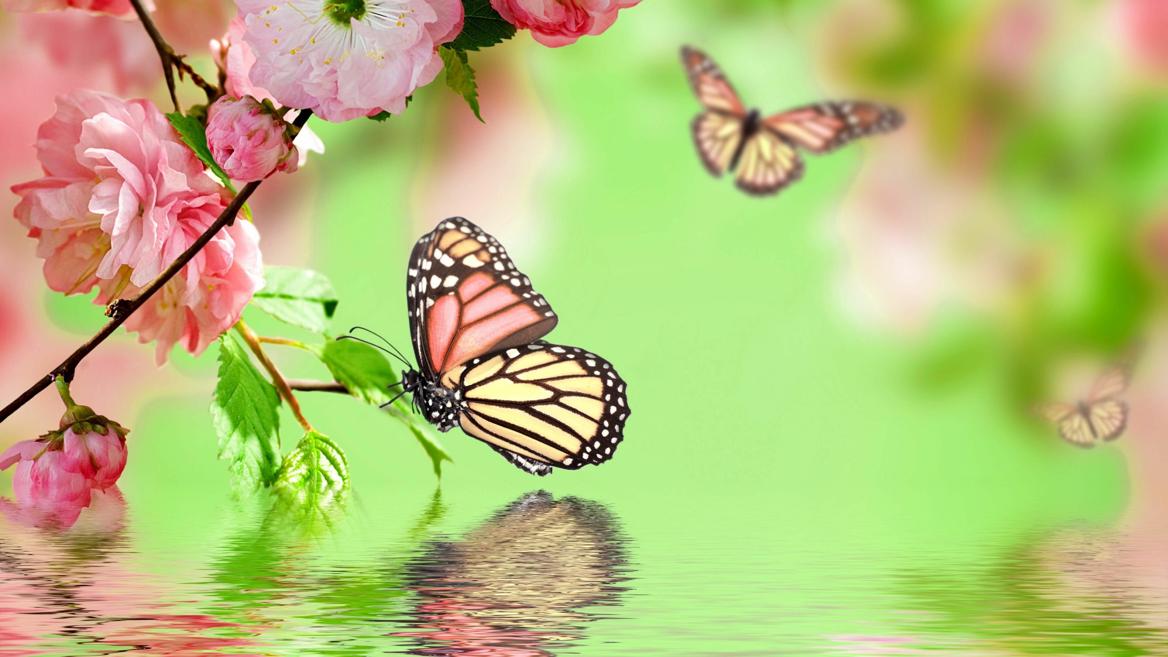 Butterfly Garden Wallpaper: HD, 4K, 5K for PC and Mobile. Download free image for iPhone, Android