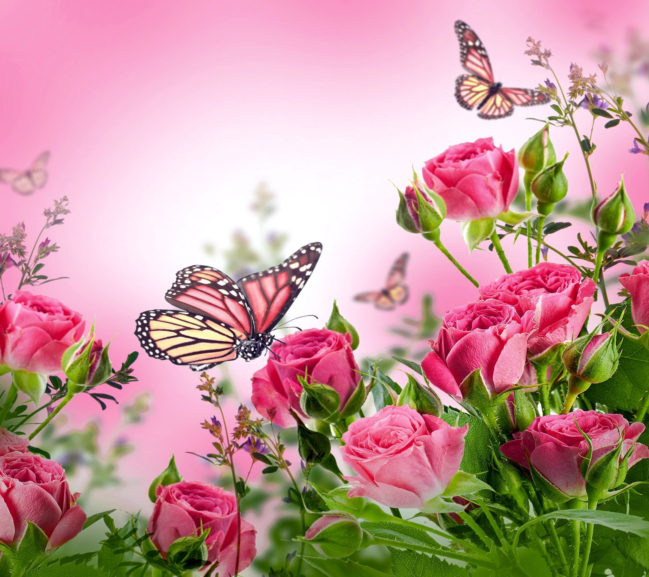 butterfly desktop background Collection. Pink flowers wallpaper, Pink wallpaper background, Butterfly wallpaper