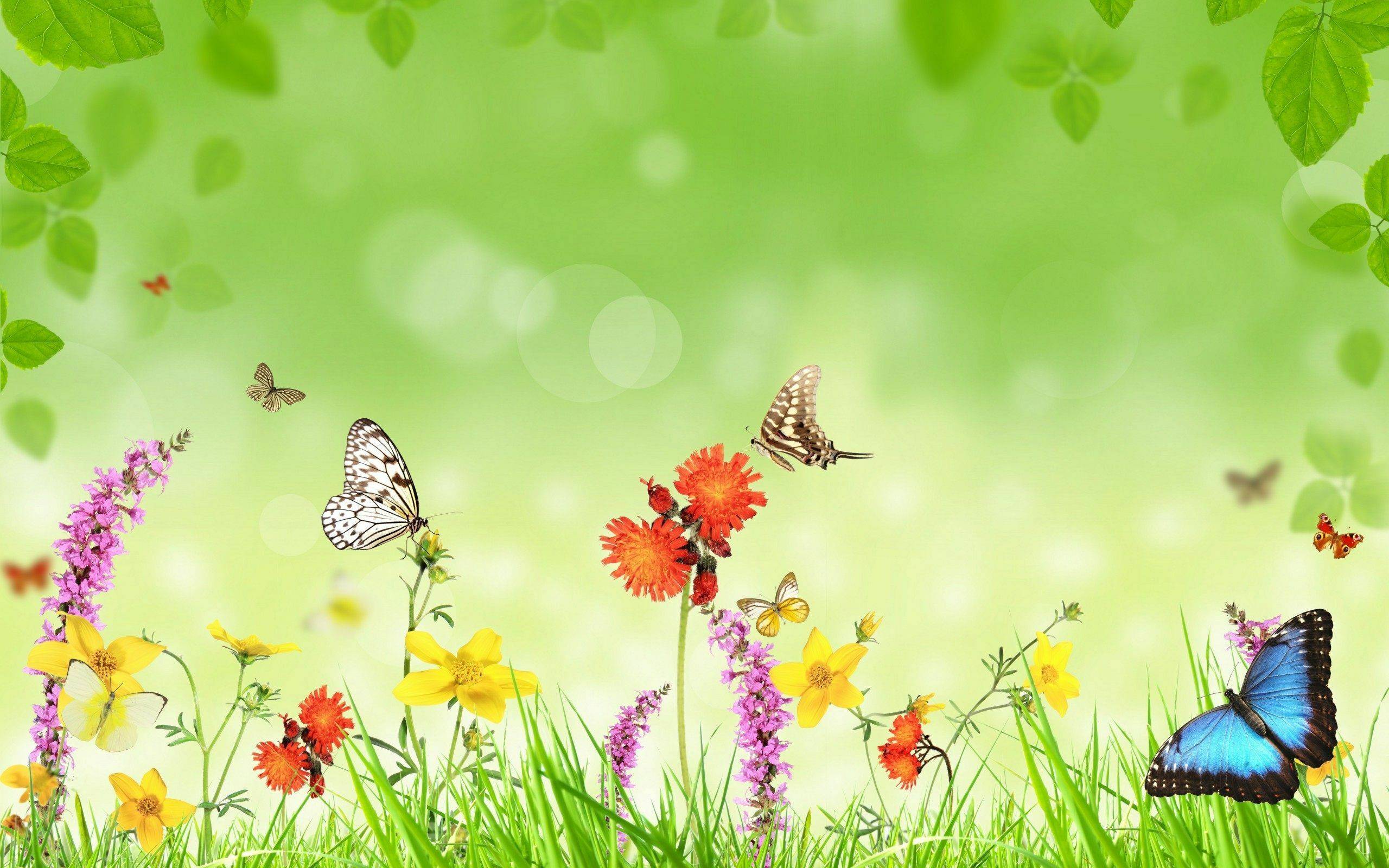 Бабочки в саду wallpaper 47pcs [DOWNLOAD FREE]