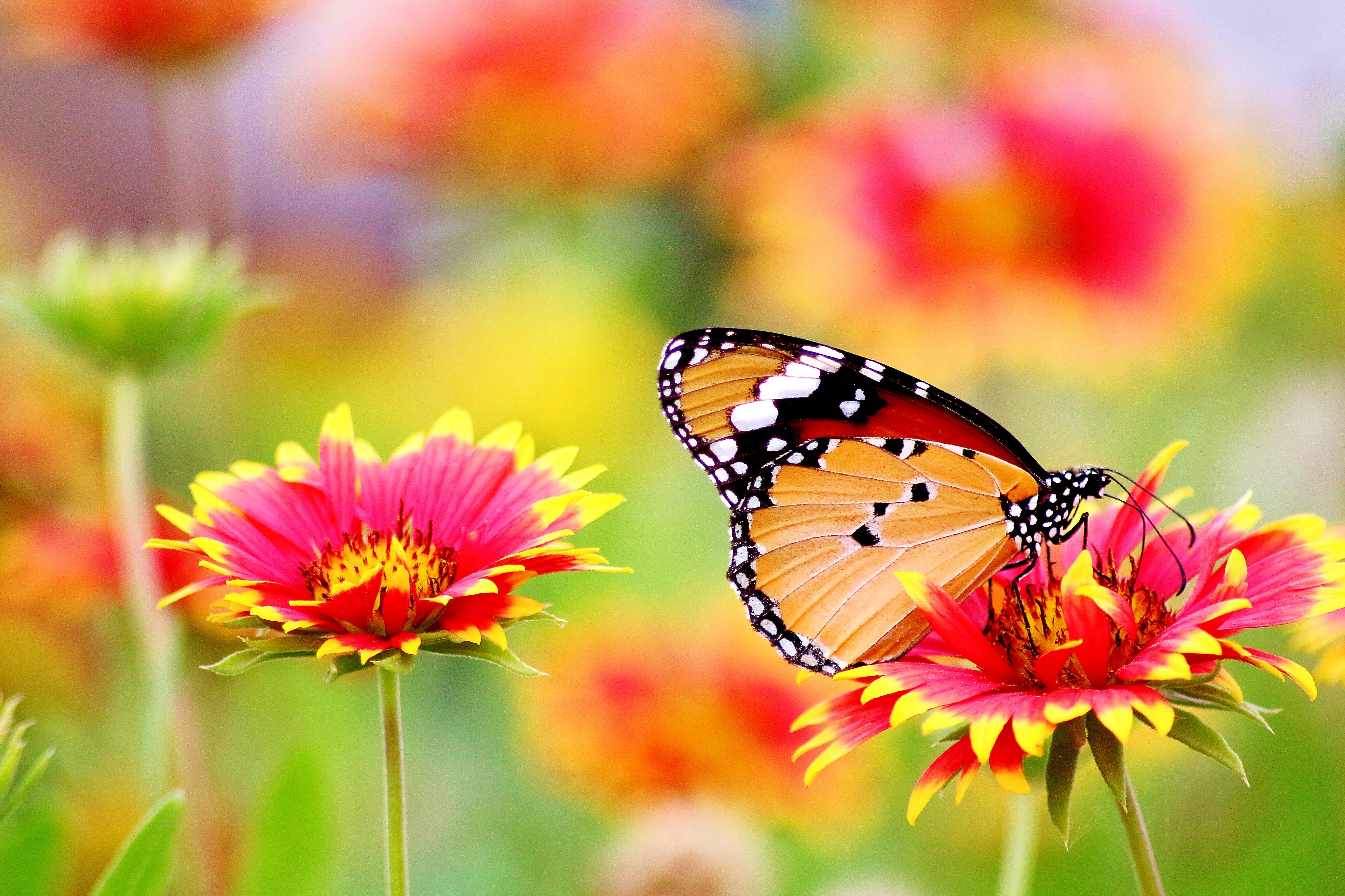 Butterfly Wallpaper 4K, Pollen, Flower garden, Bokeh, Bloom, Blossom, 5K, Flowers