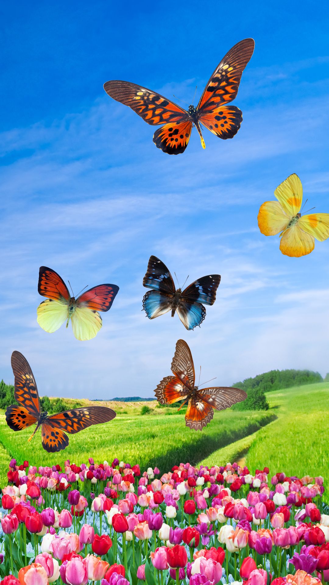 Spring Butterfly Wallpaper