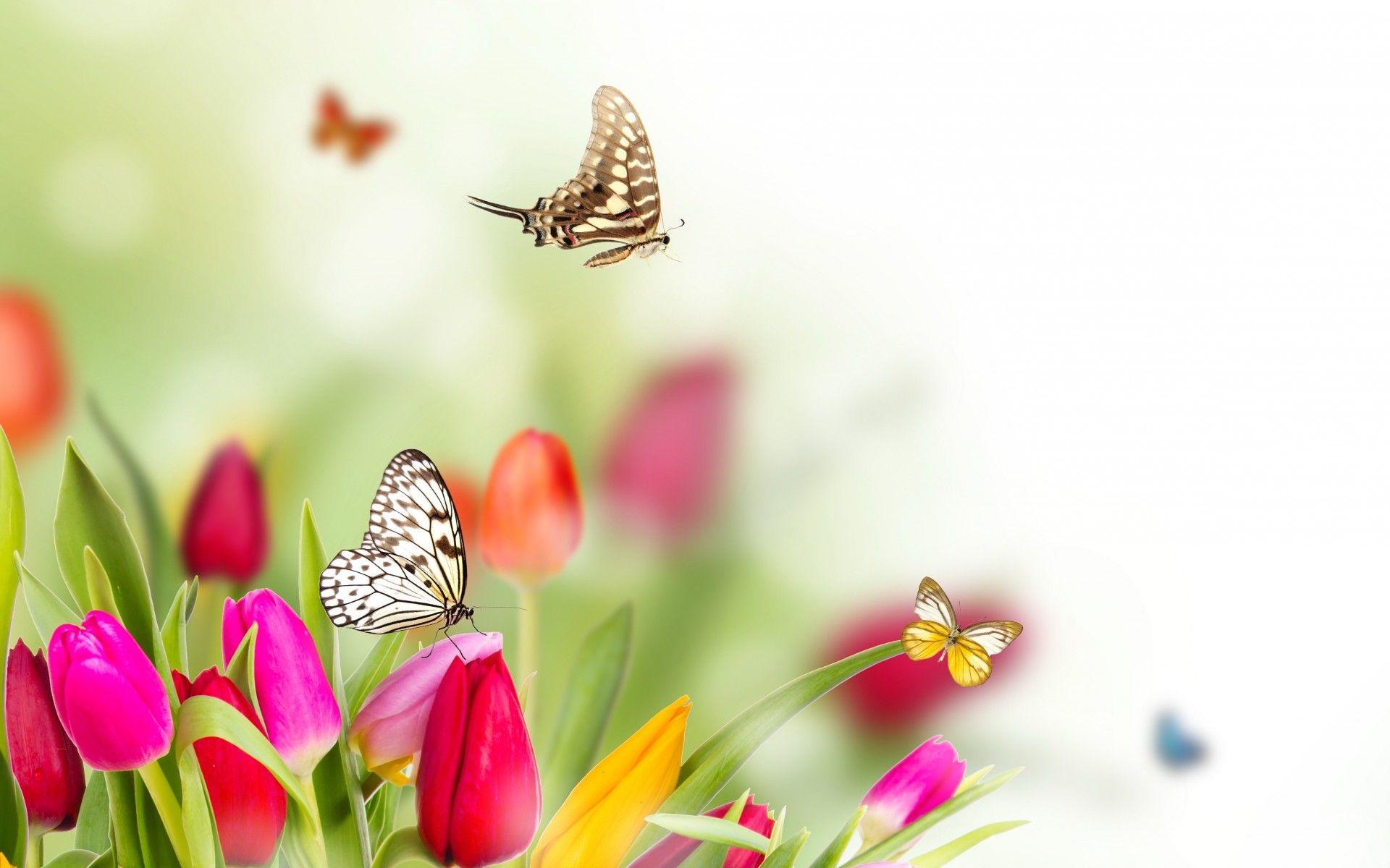 Spring flowers tulips butterflies wallpaper. 1920x1200. 68582 (2022)