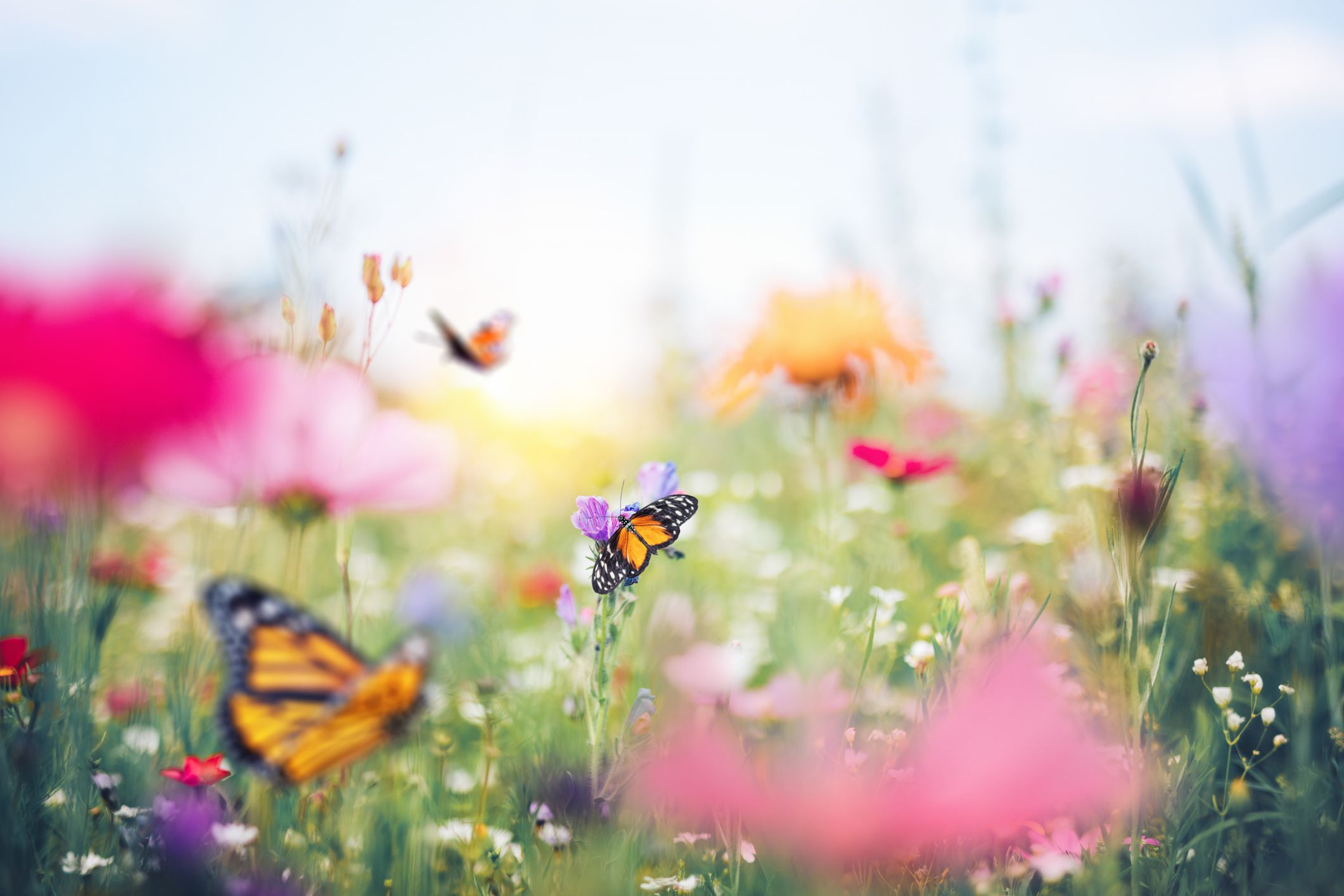 Attracting Butterflies and Hummingbirds to Your Garden