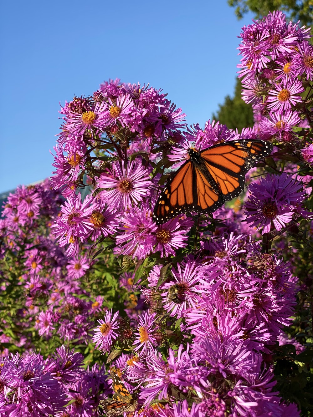 Butterfly Garden Picture. Download Free Image