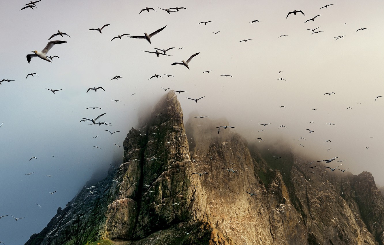 Wallpaper birds, rock, mountain, Scotland, St. Kilda archipelago, Boreray Island image for desktop, section пейзажи