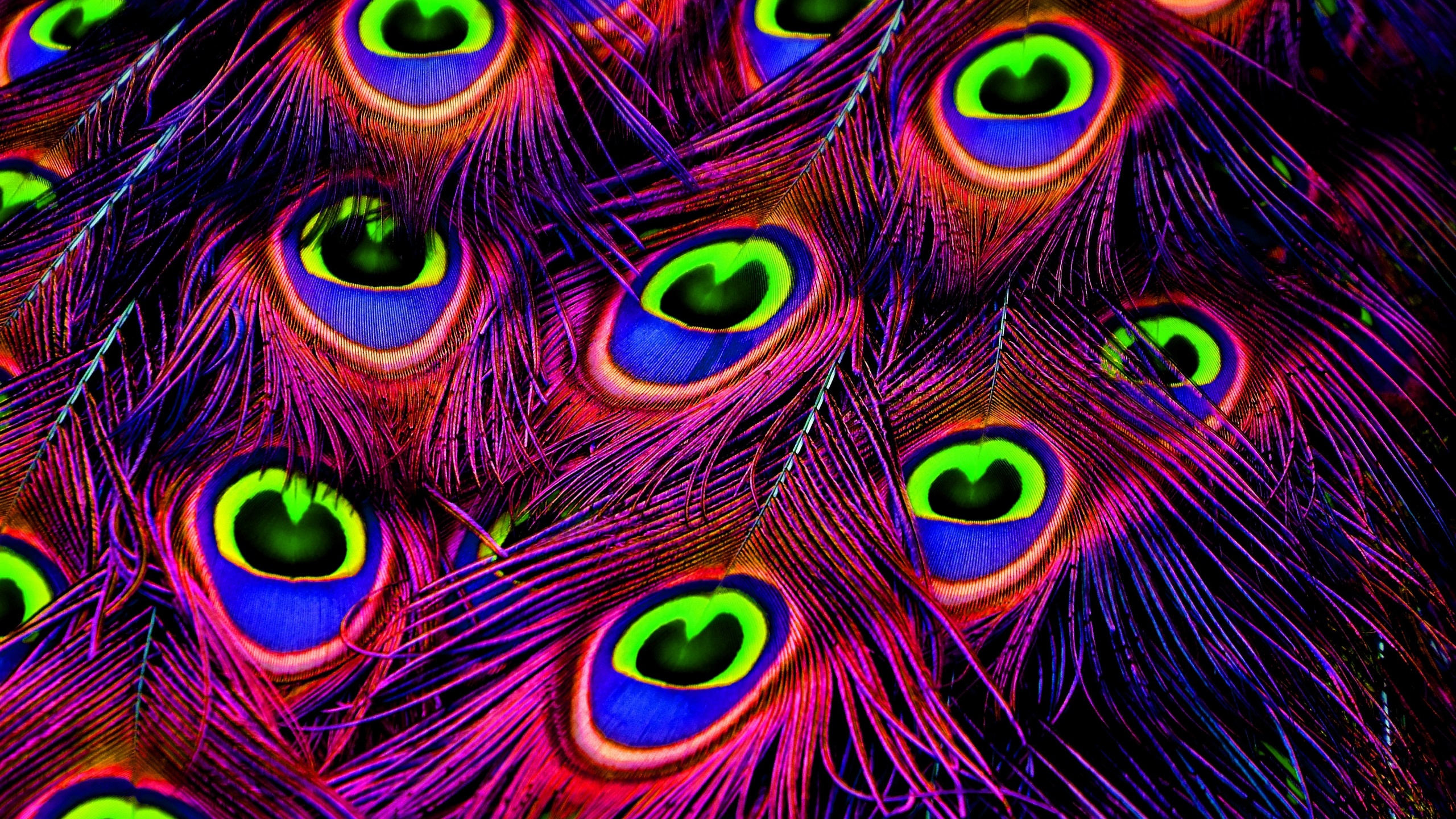 Peacock feather Wallpaper 4K, Plumage, Peacock Wheel, Purple, Vibrant, Photography