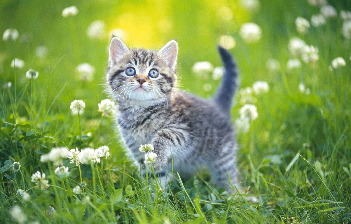Wallpaper summer, grass, kitty, day image for desktop, section кошки
