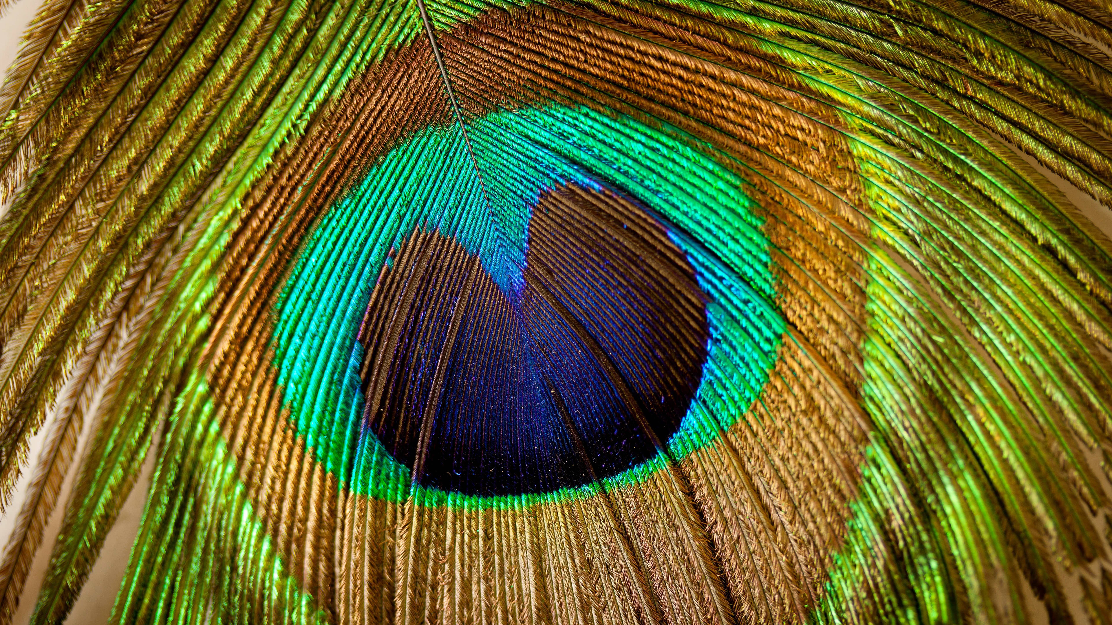 Peacock Feather UHD 4K Wallpaper
