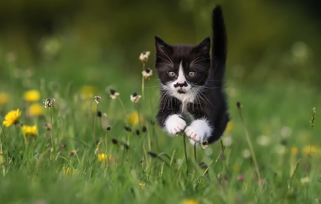Wallpaper summer, grass, cat, kitty, flight image for desktop, section животные