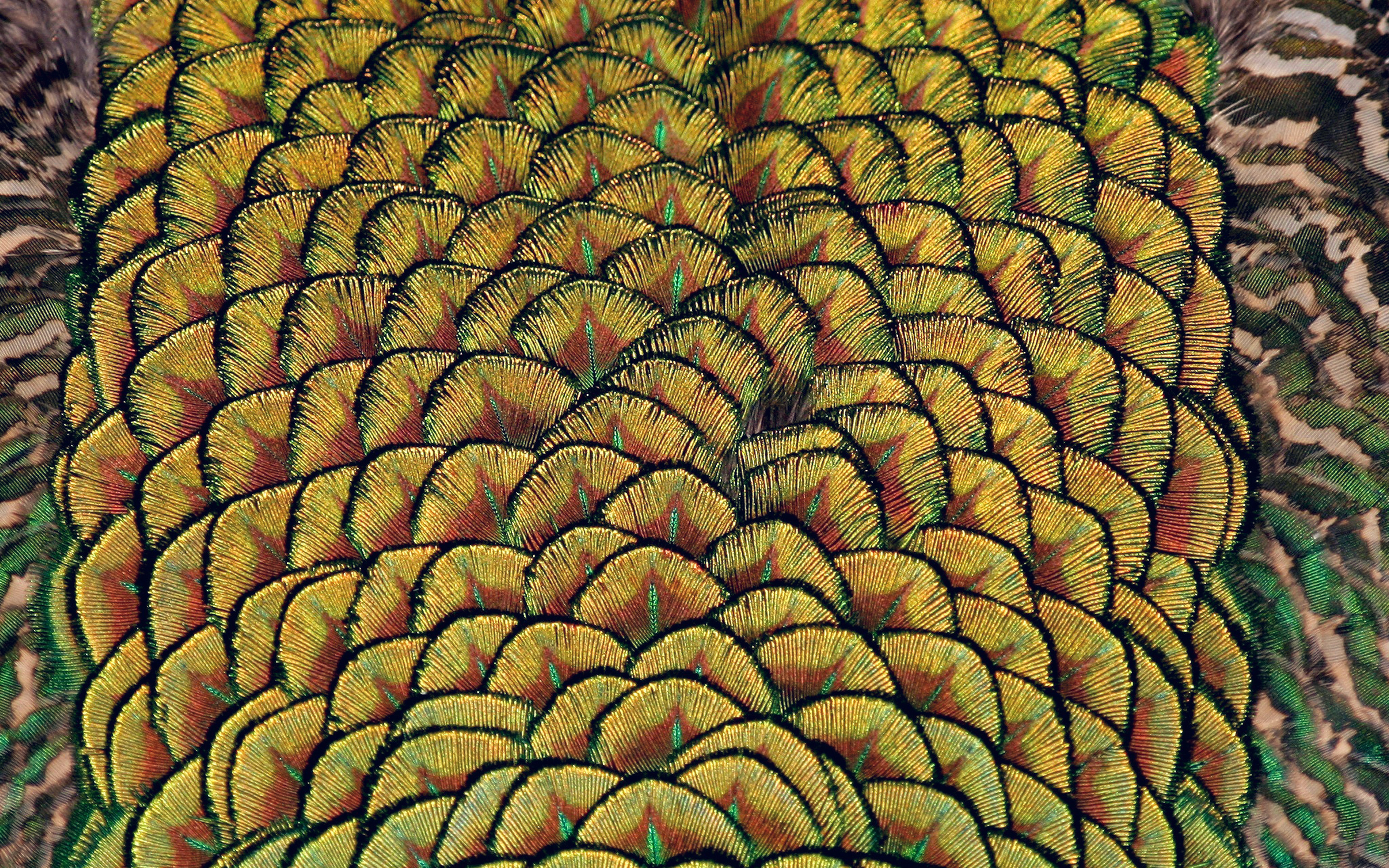 wallpaper for desktop, laptop. peacock bird feather