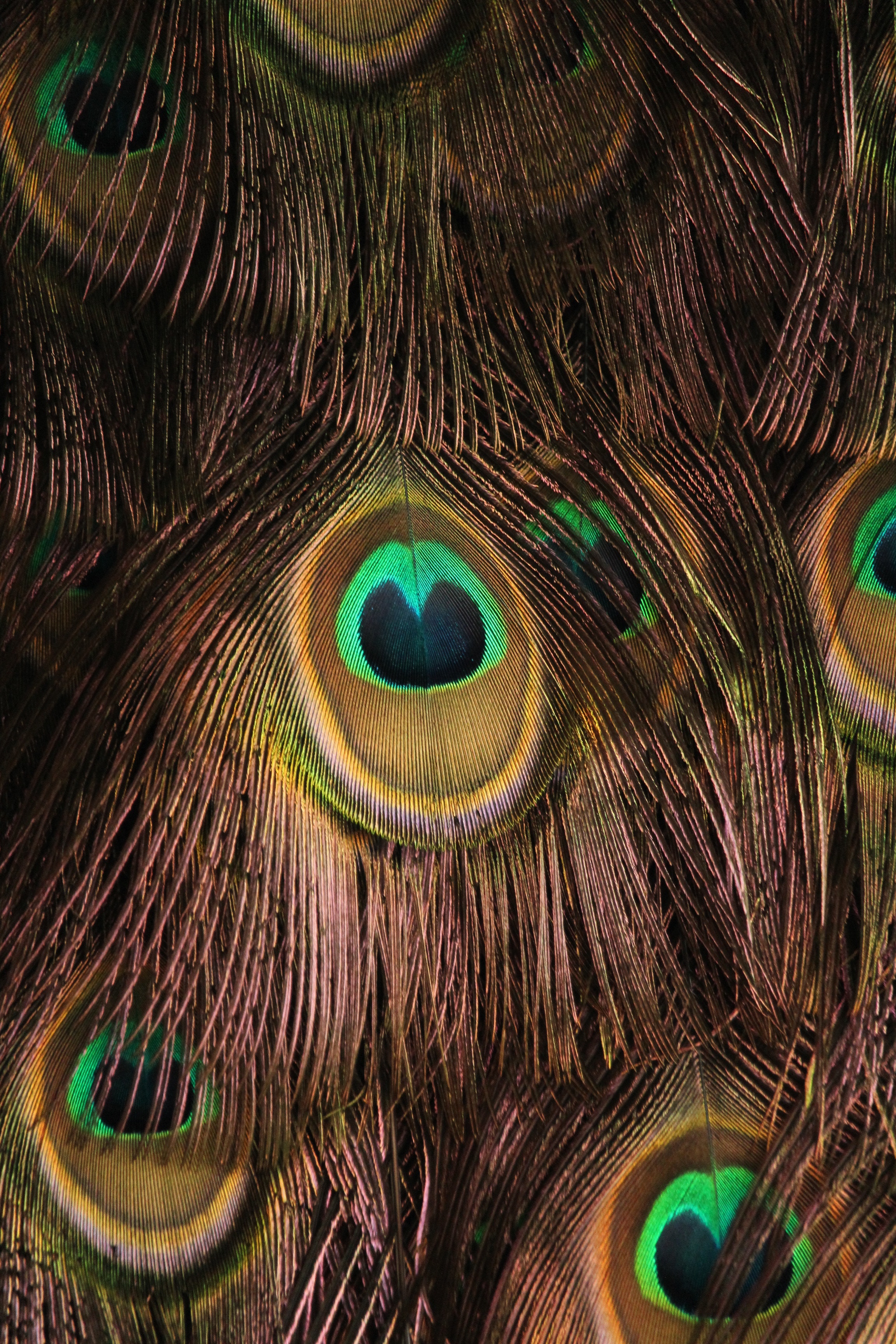 9,Best Free Peacock Feathers & Image · 100% Royalty Free HD Downloads