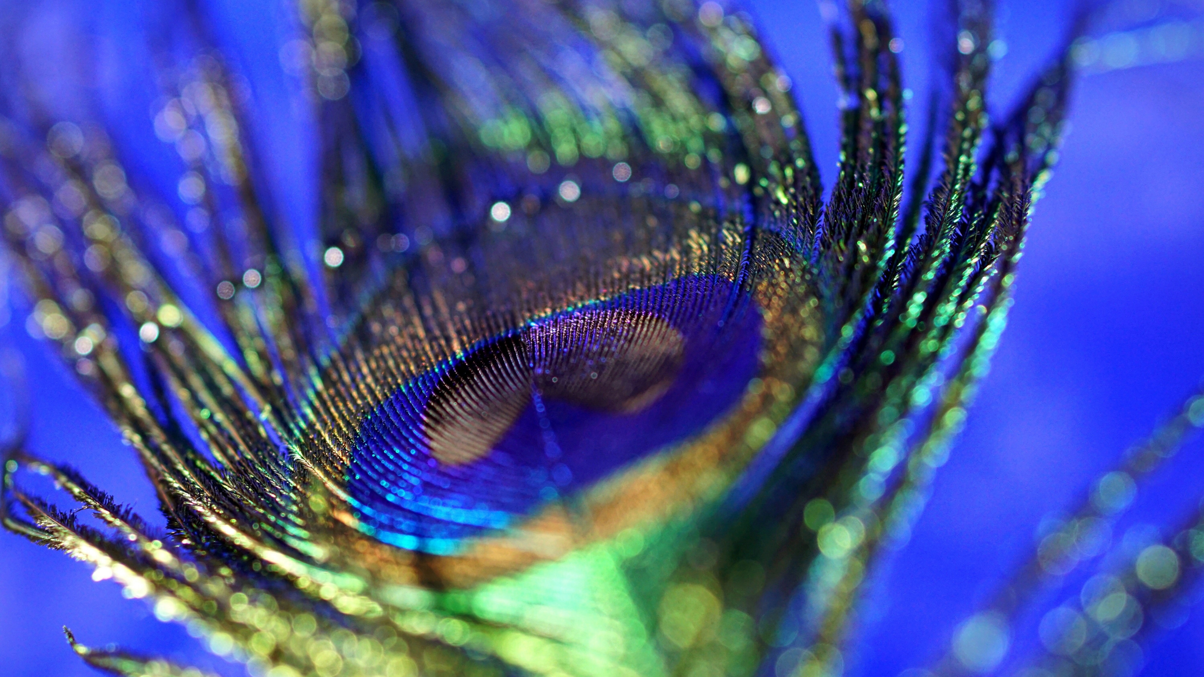 Download 3840x2160 peacock, plumage, feather, colorful, close up, bokeh 4k wallpaper, uhd wallpaper, 16:9 widescreen wallpaper, 3840x2160 HD image, background, 1837