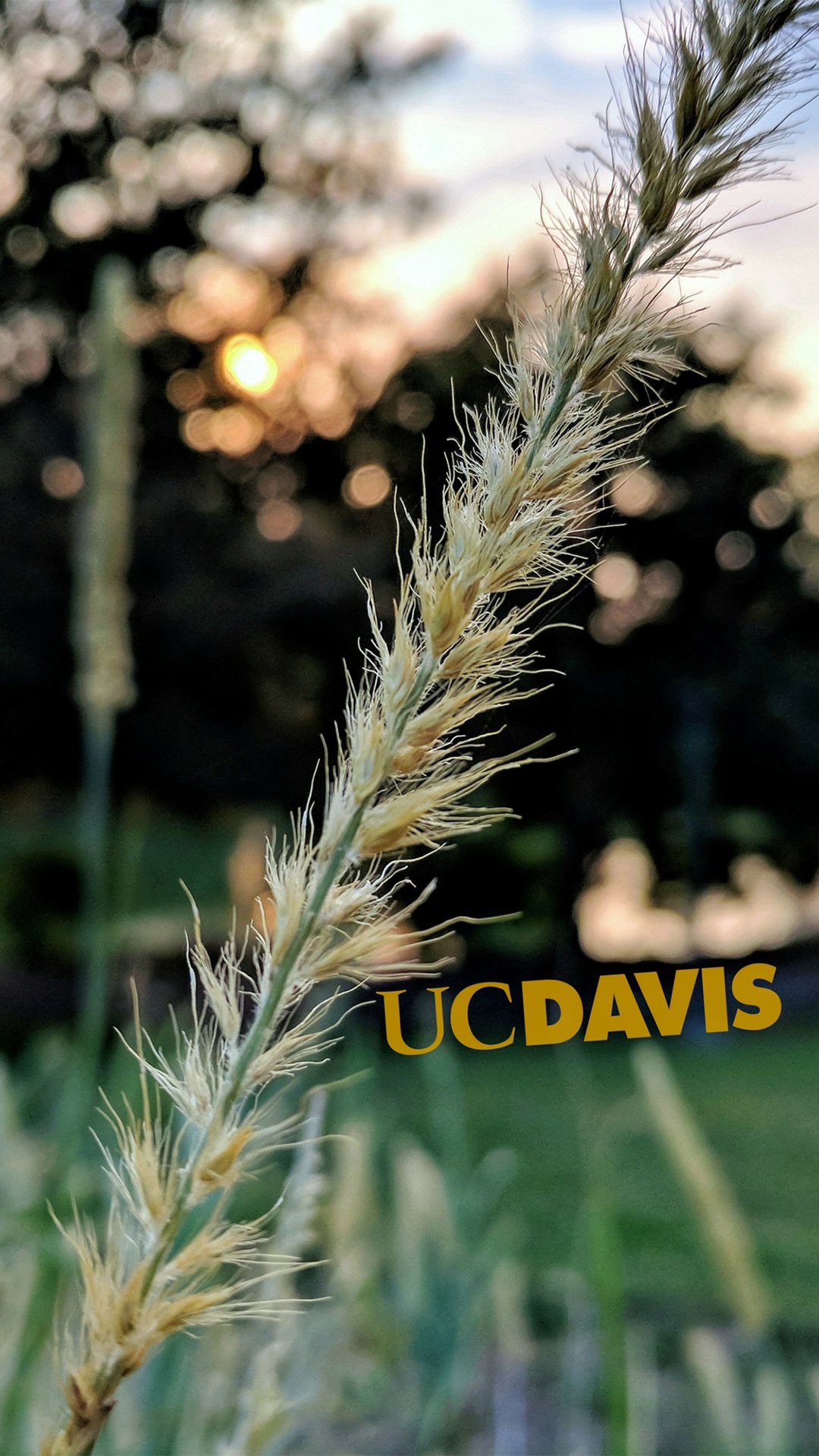 UC Davis Some Campus Wallpaper For Your Phone? Check Out Our & Stories Today To Grab Your Favorite Fall Papers. #UCDavis
