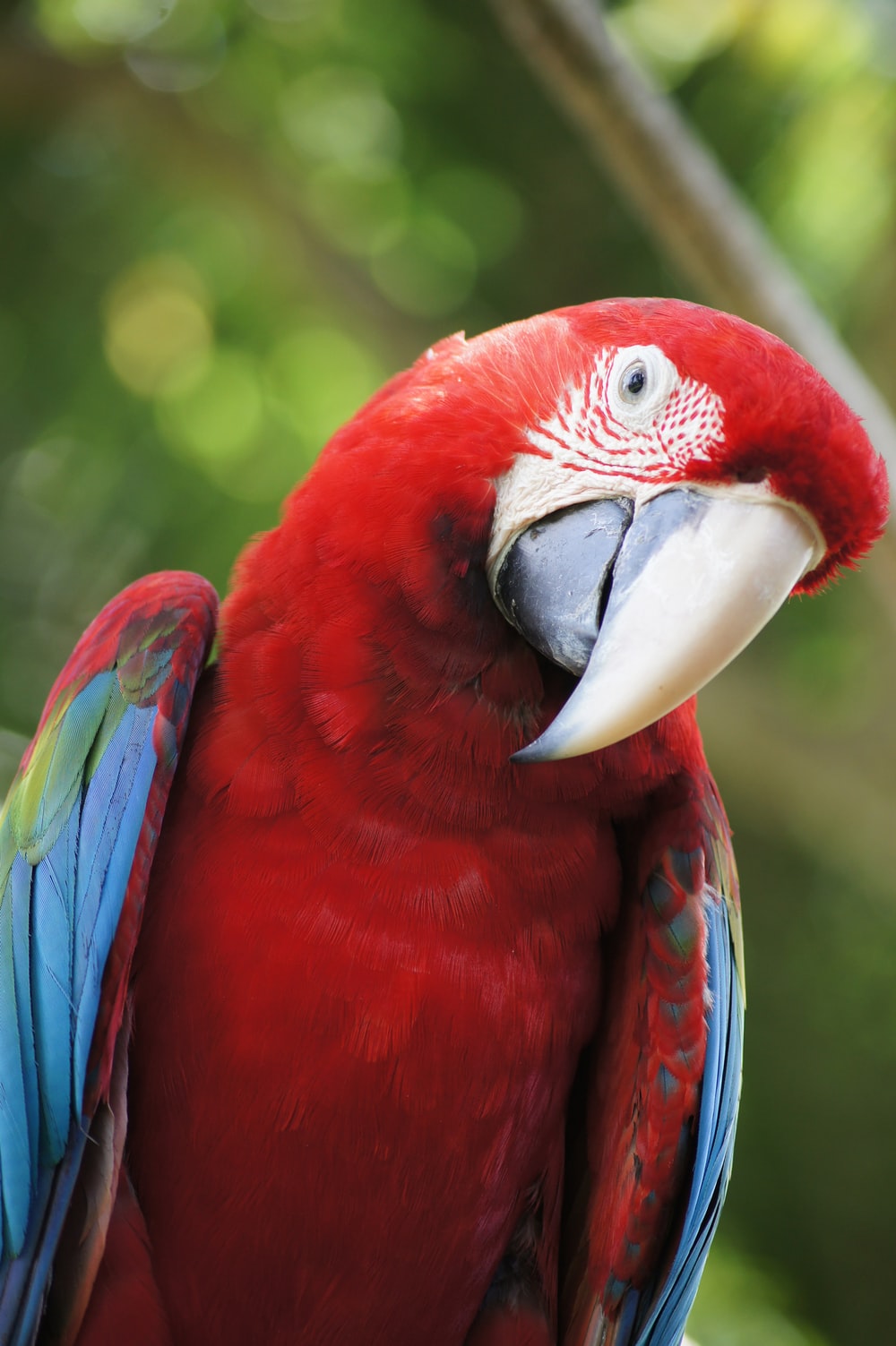 Red Parrot Picture. Download Free Image
