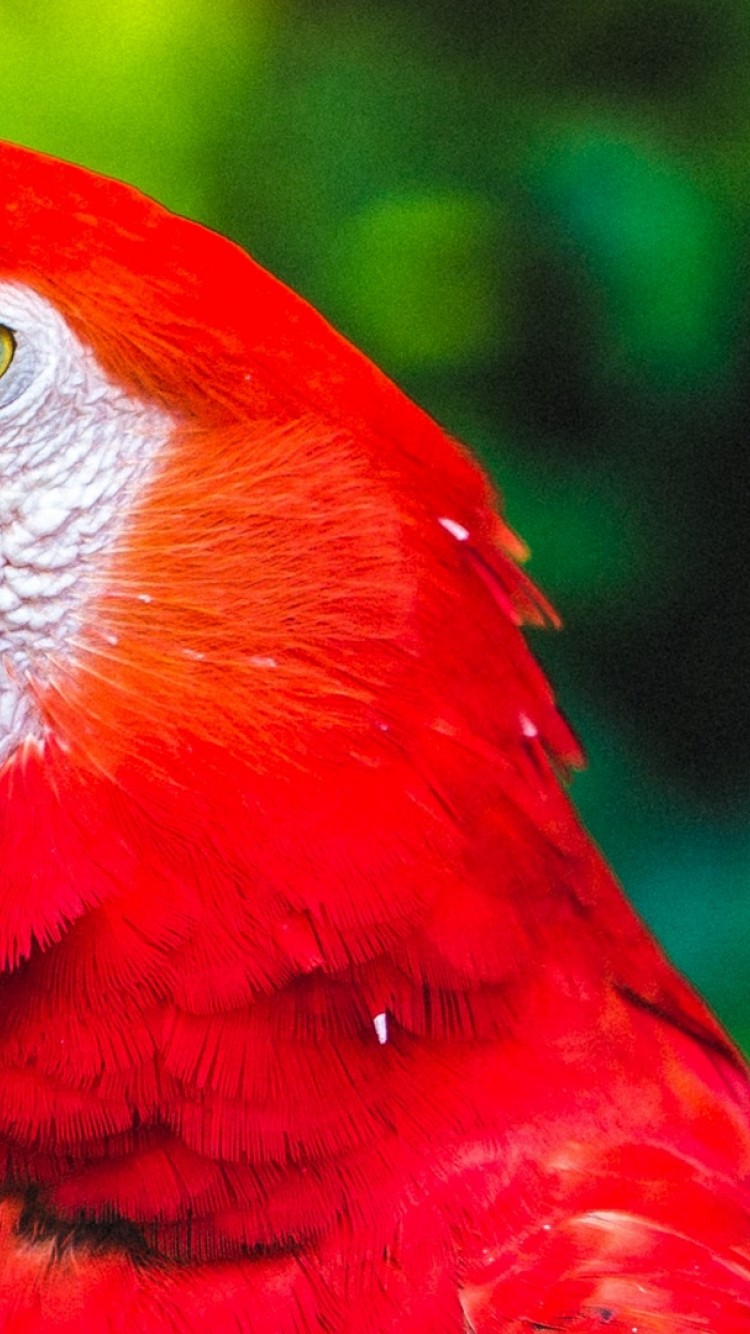 Red parrot HD Wallpaper iPhone 6 / 6S