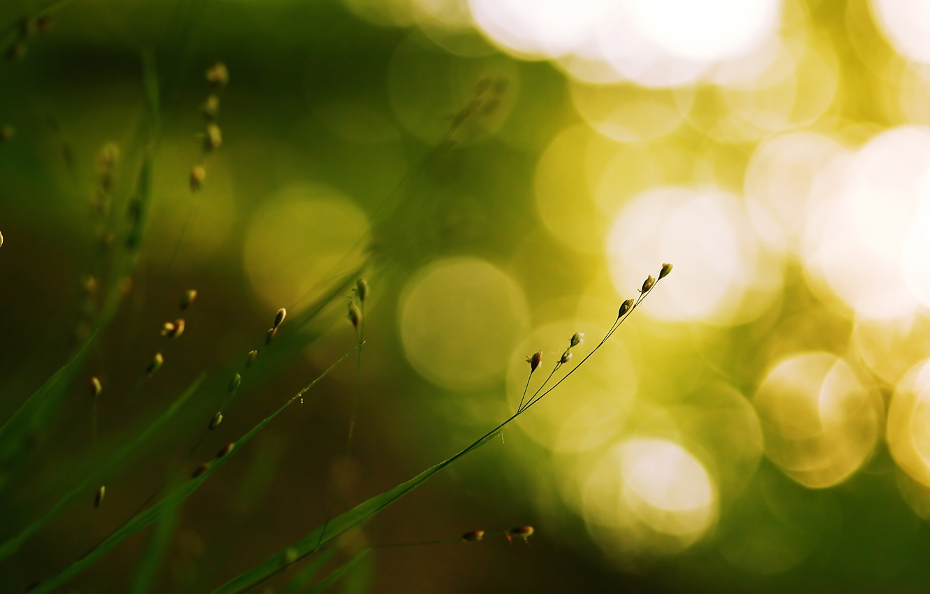 Wallpaper greens, grass, macro, light, nature, glare, green, plant, grass, bokeh image for desktop, section макро