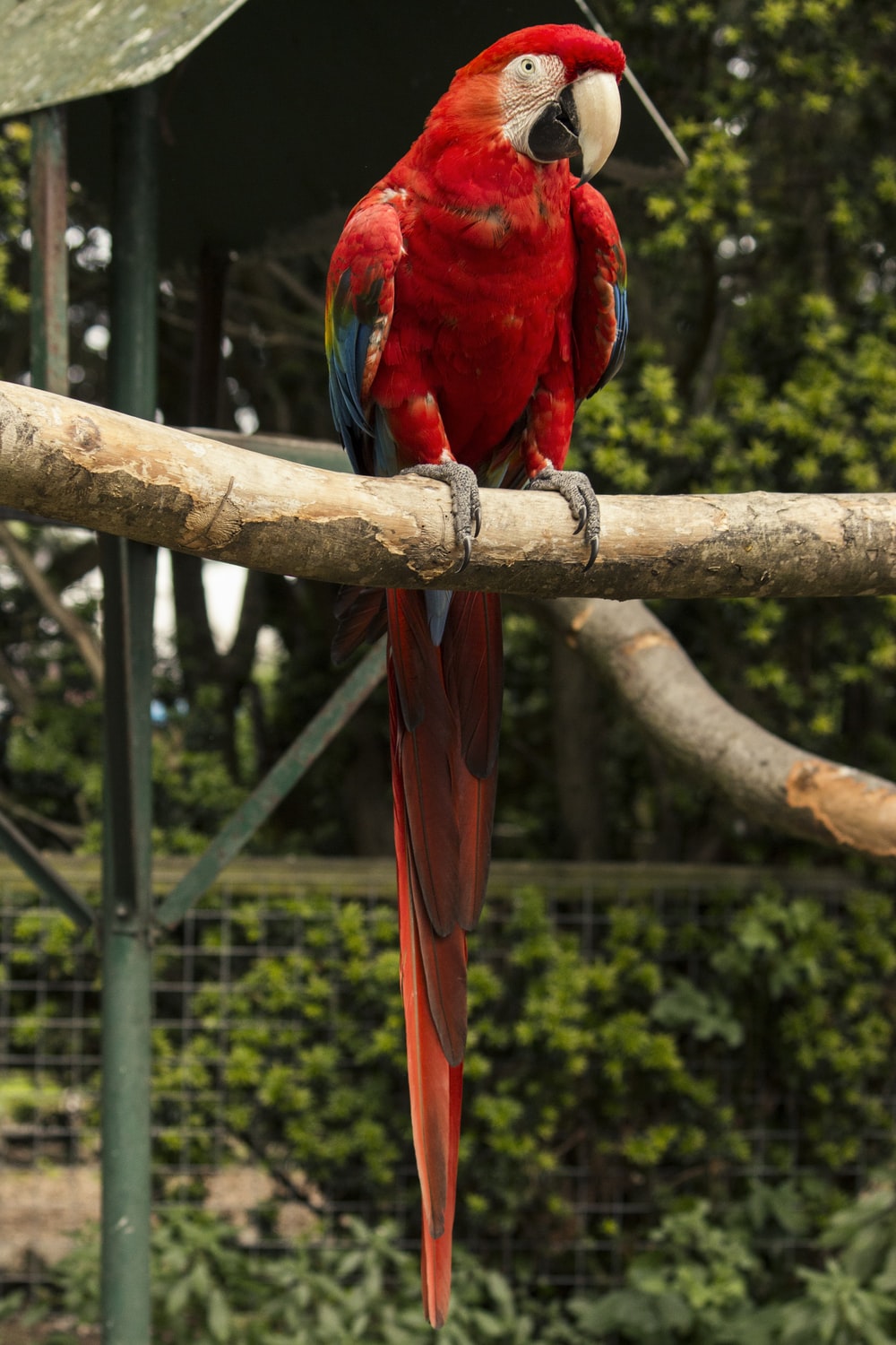 Red Parrot Picture. Download Free Image