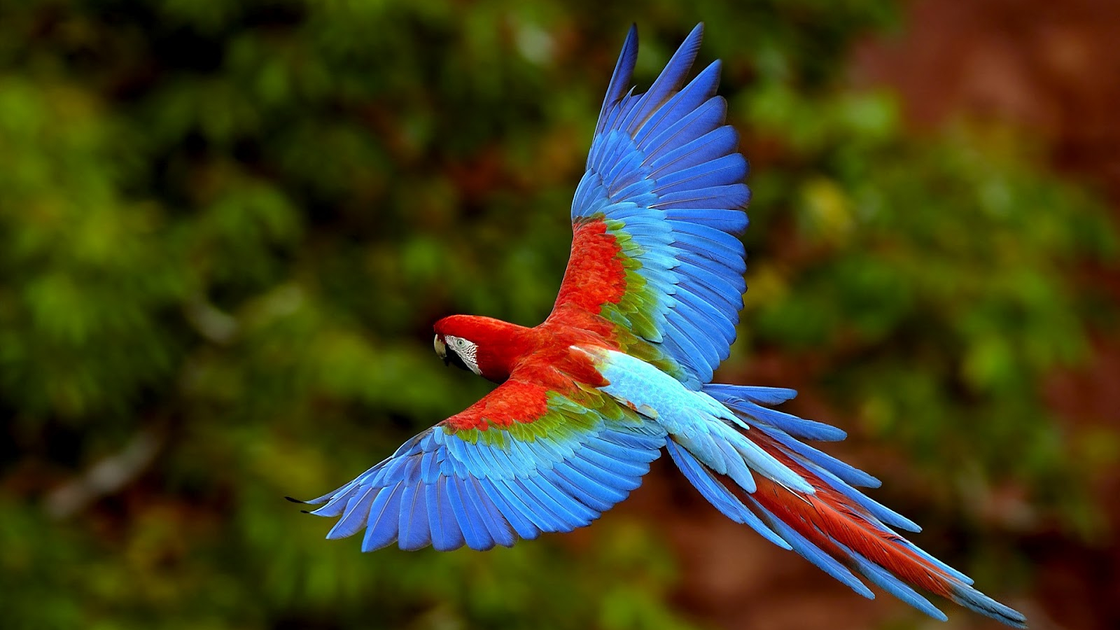 Free download Blue with red parrot flying wallpaper HD Animals Wallpaper [1600x1000] for your Desktop, Mobile & Tablet. Explore Flying Wallpaper. Geese Wallpaper, Birds Flying Wallpaper, Superman Flying Wallpaper