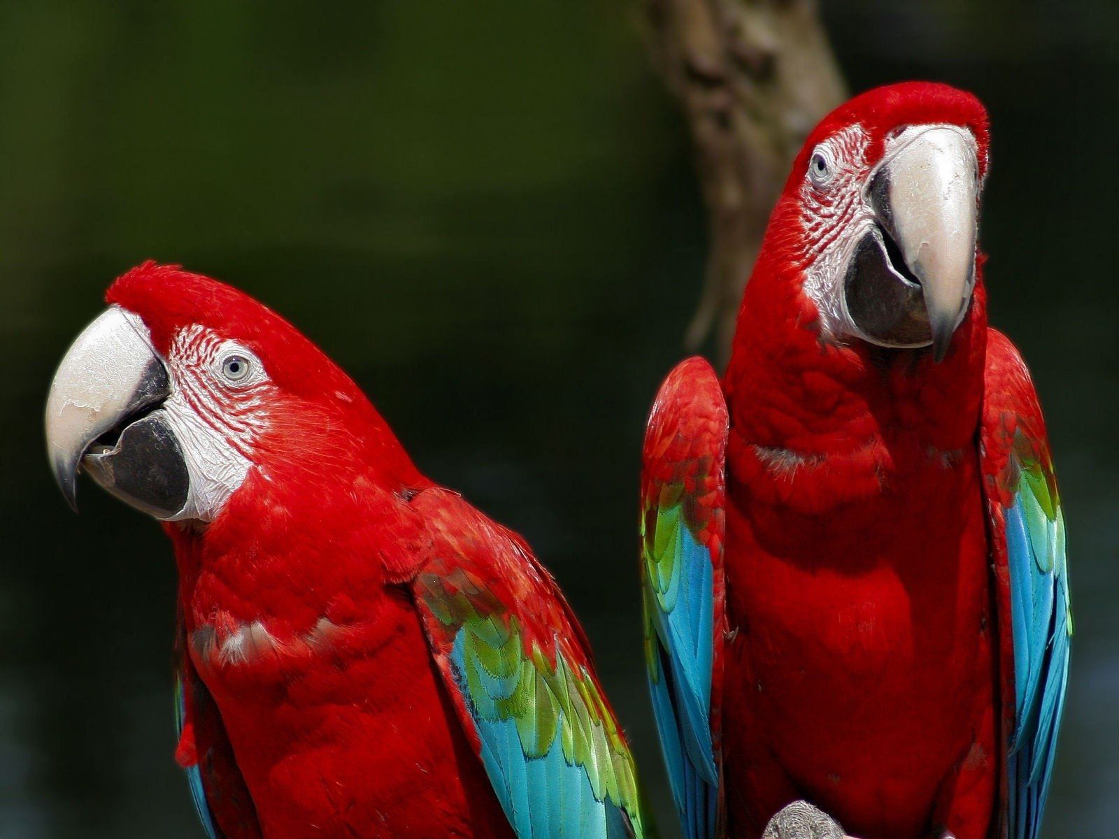 Animal Red And Green Macaw Wallpaper. Parrot Wallpaper, Parrot, Parrot Bird
