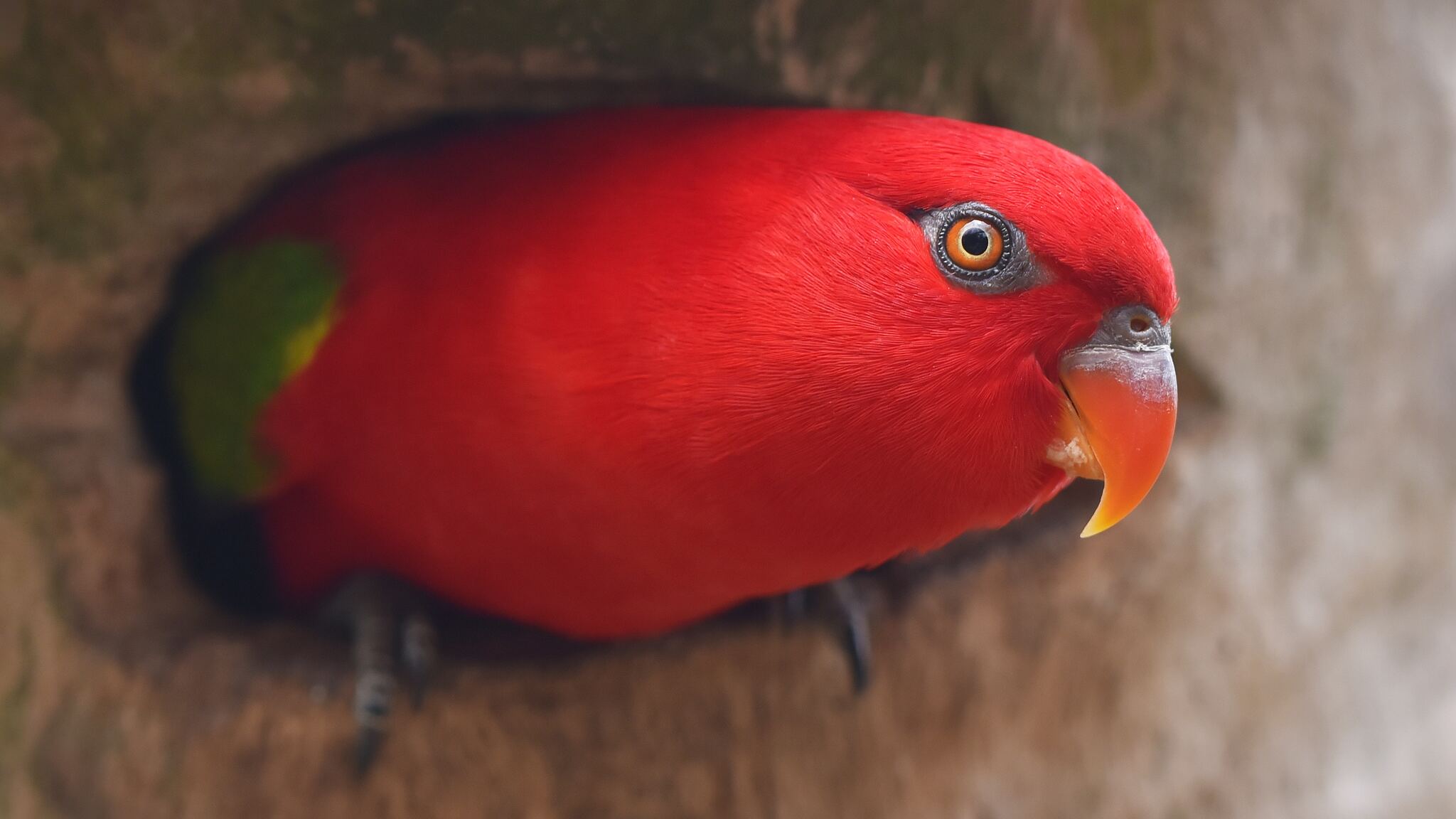 Red Parrot Portrait 2048x1152 Resolution HD 4k Wallpaper, Image, Background, Photo and Picture