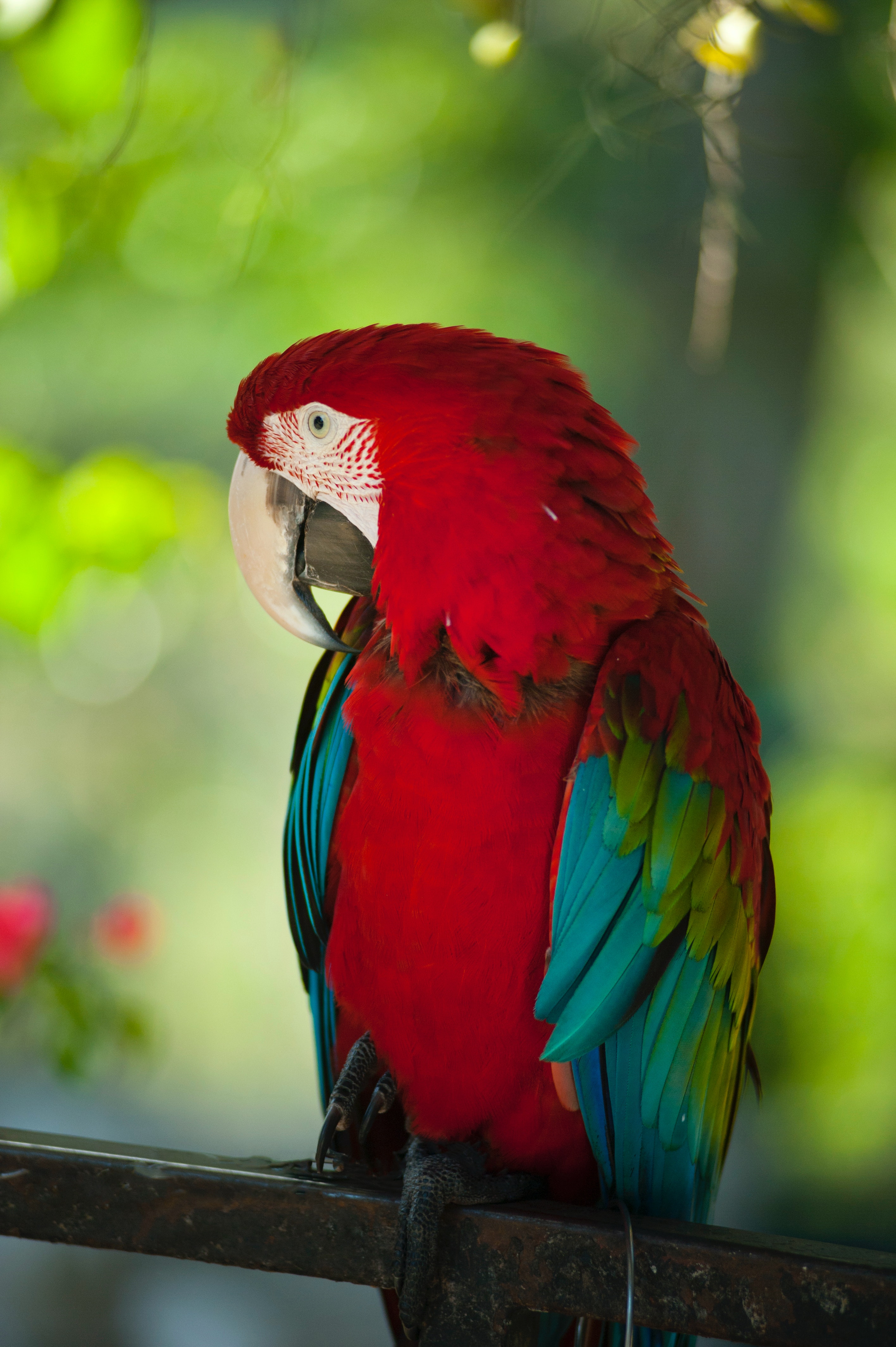 Best Free Parrots & Image · 100% Royalty Free HD Downloads