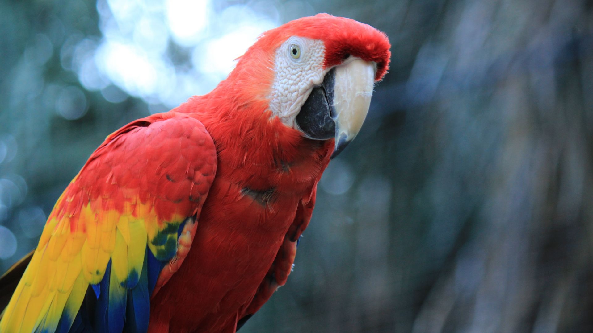 Desktop Wallpaper Parrot, Red Macaw, Bird, 4k, HD Image, Picture, Background, 11c102