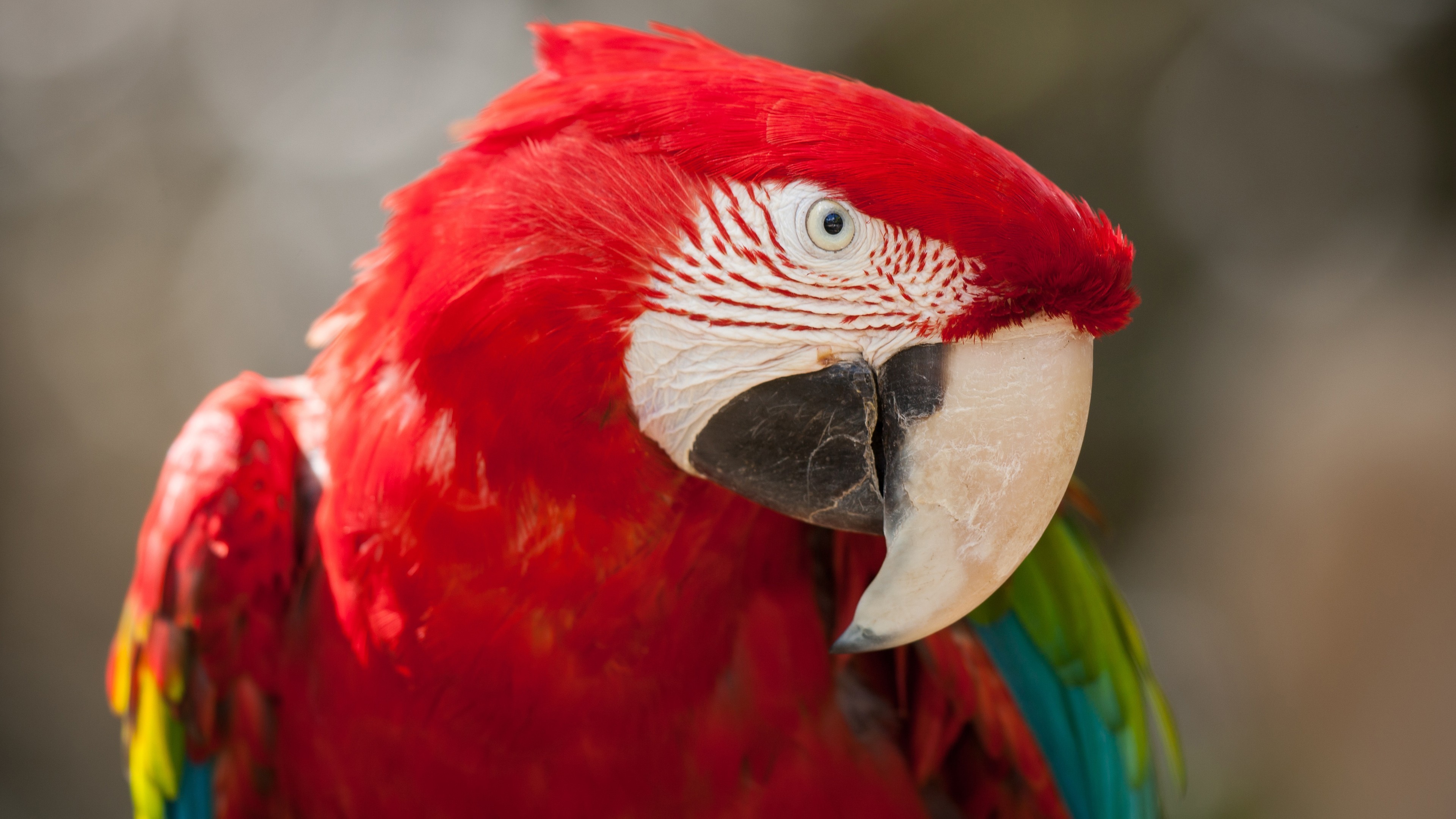 Wallpaper Macaw parrot, tropical bird, red, Animals