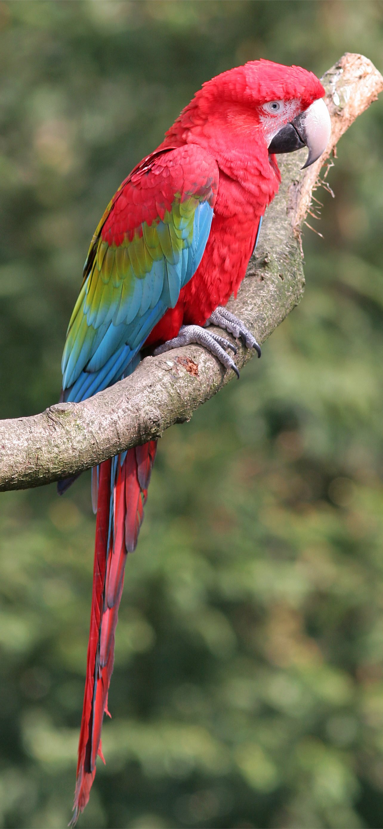 Red and green Macaw photo and Collection of the R. iPhone Wallpaper Free Download